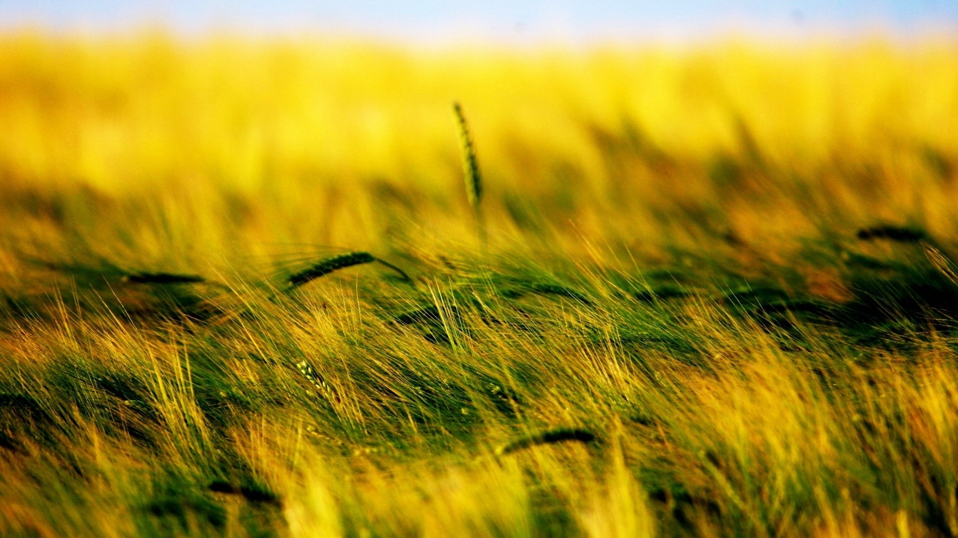 Wheat Widescreen image