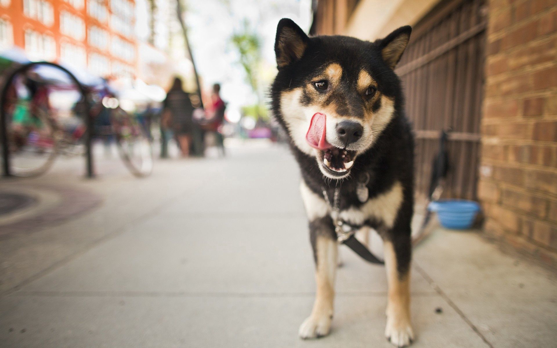 animals, city, dog, street, lick your lips, licking