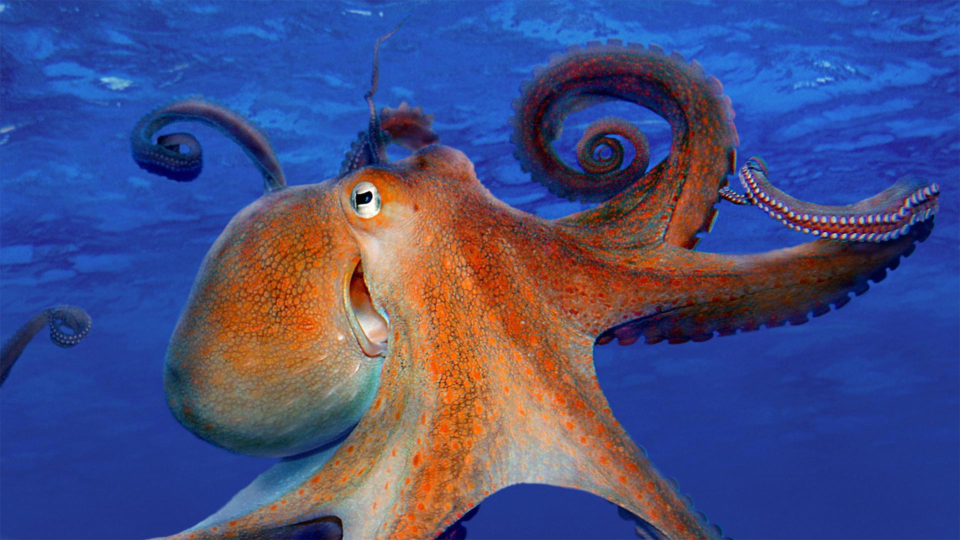 animal, octopus, sea life, underwater Full HD