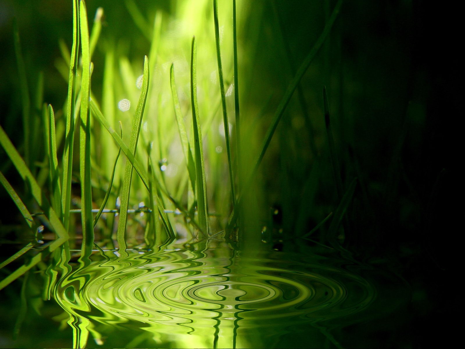 Трава в воде