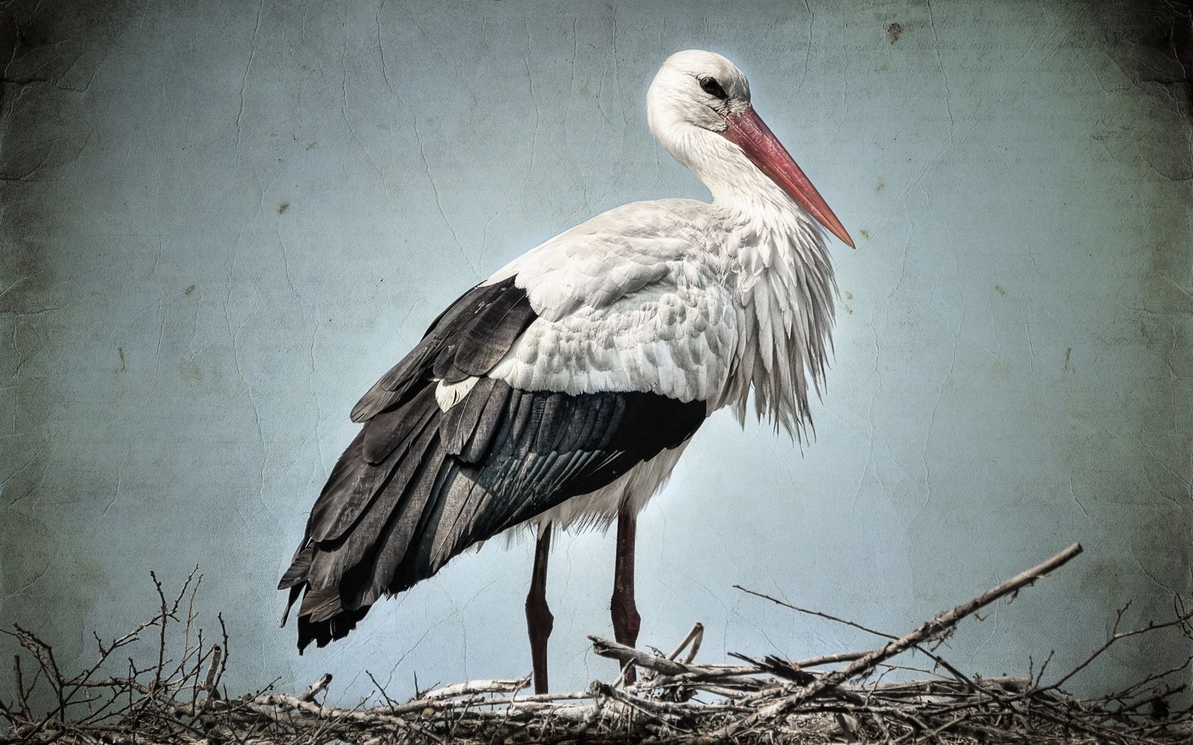 Download mobile wallpaper Stork, Nest, Animals, Grass, Bird for free.