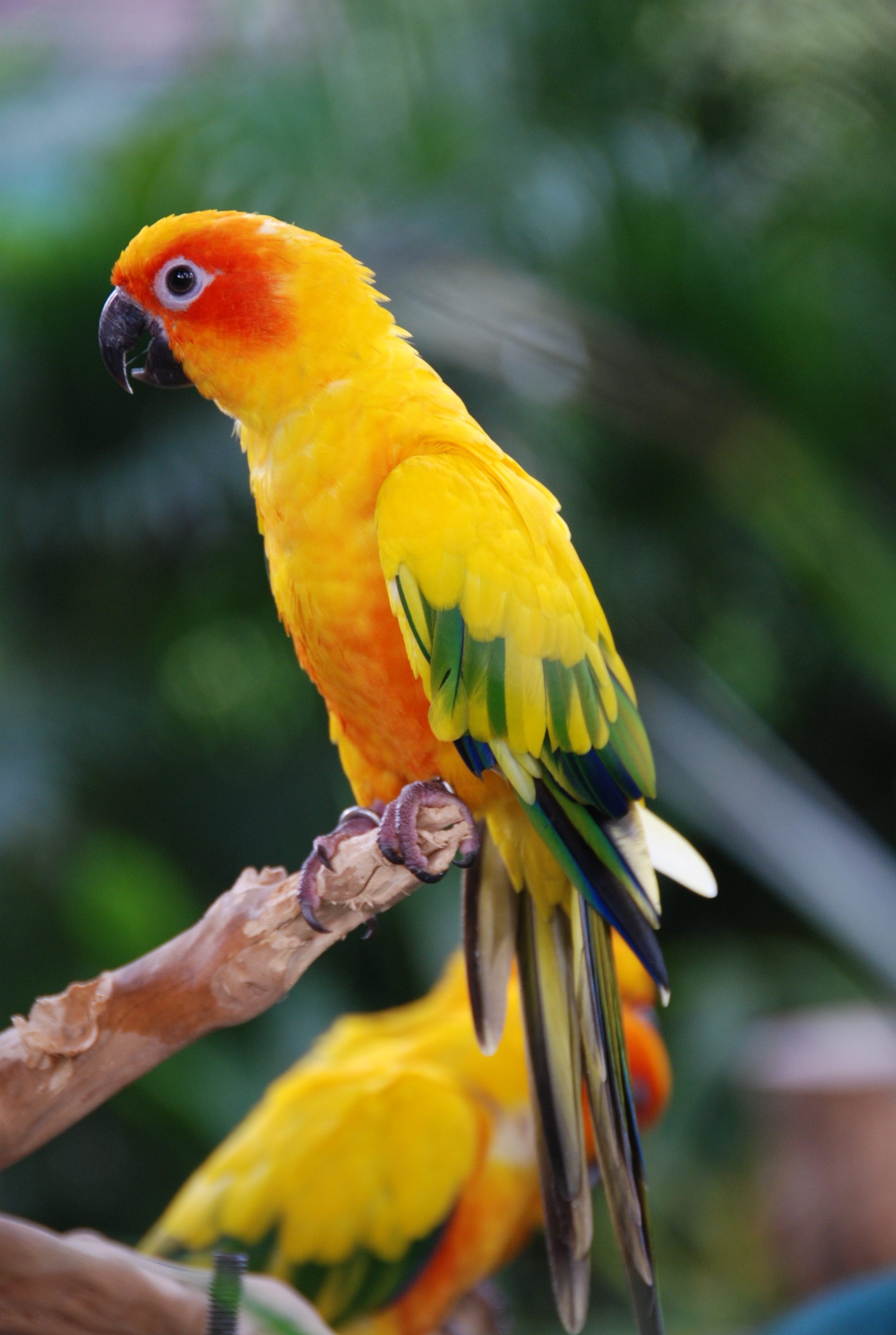 parrots, animals, feather, bird, multicolored, motley, wings
