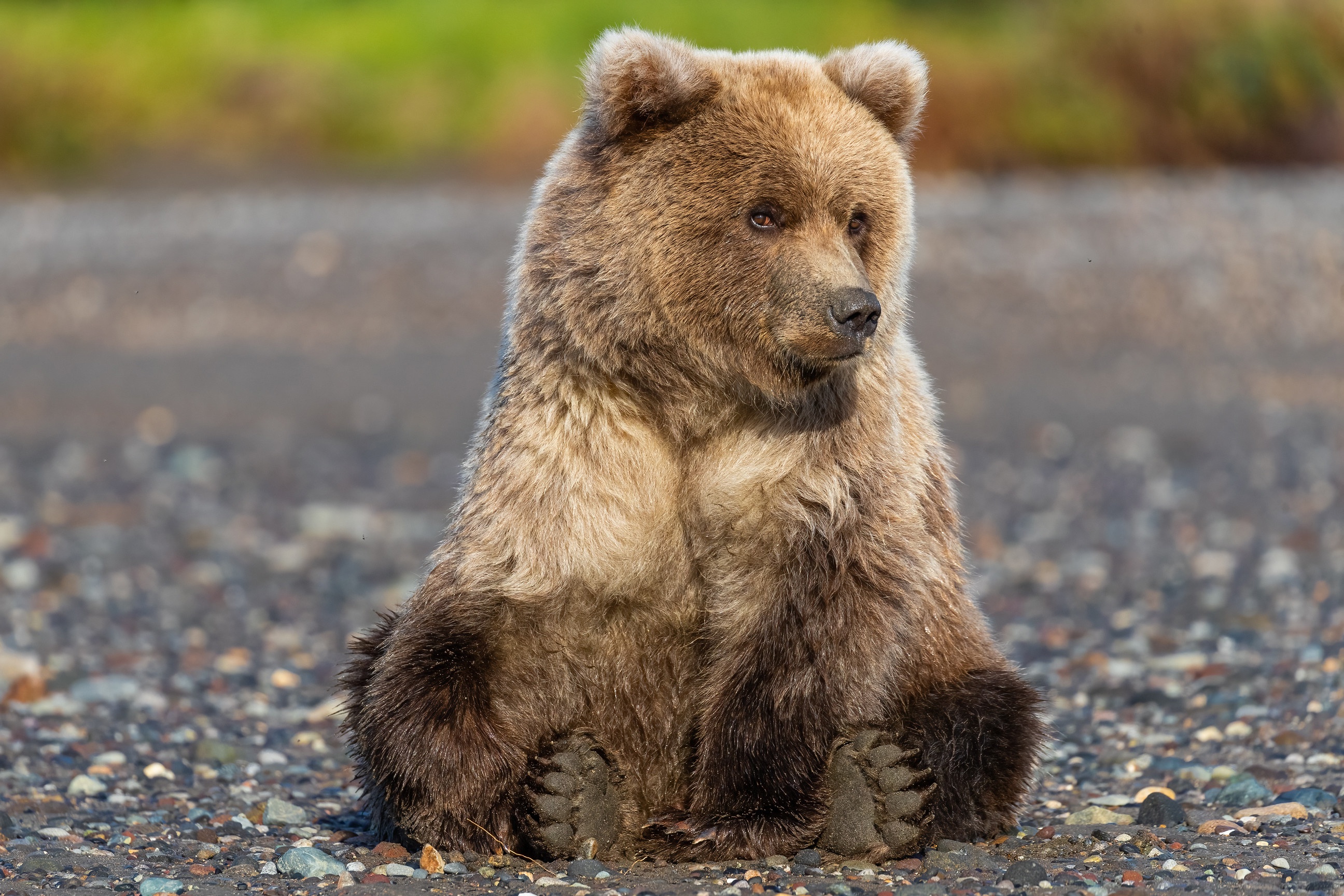 512307 Bild herunterladen tiere, grizzlybär, grizzly, bären - Hintergrundbilder und Bildschirmschoner kostenlos