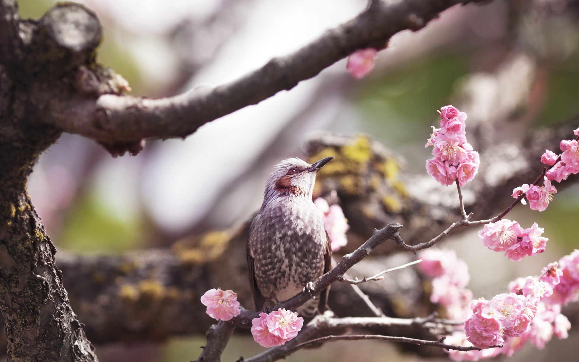 Птицы на цветущем дереве