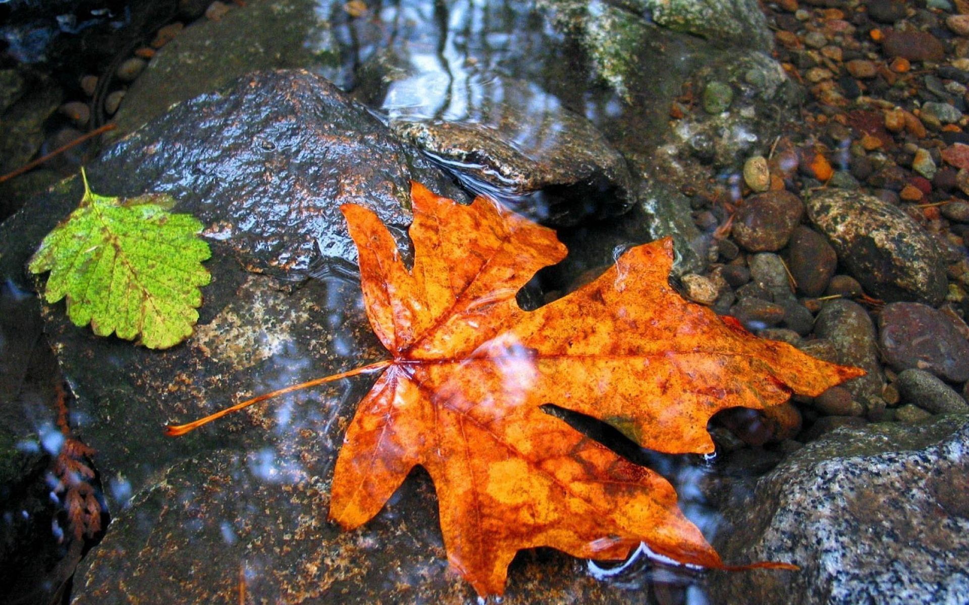 Download mobile wallpaper Wet, Sheet, Leaf, Nature, Maple, Water for free.
