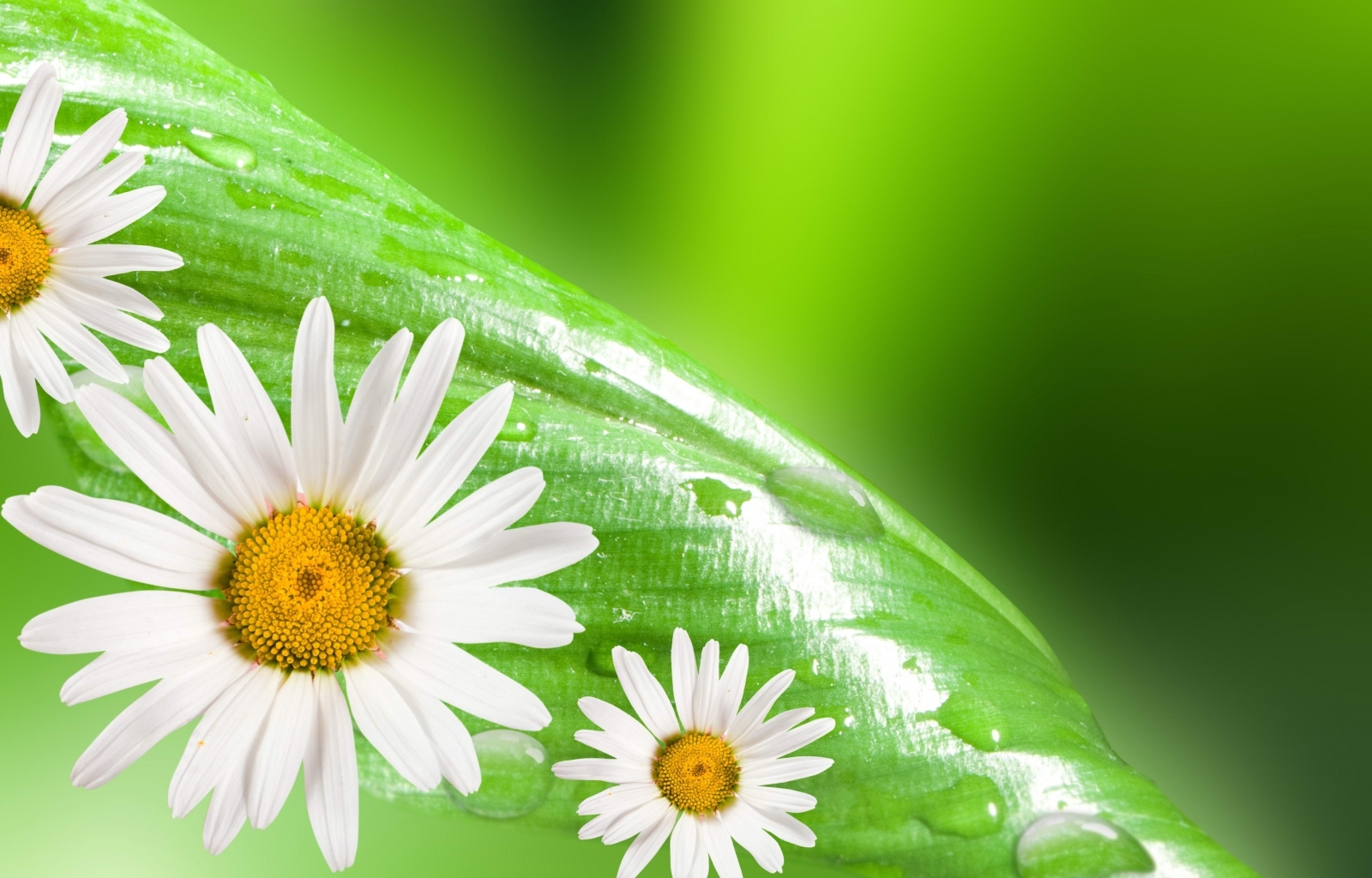 Download mobile wallpaper Leaves, Camomile, Plants, Flowers, Background for free.