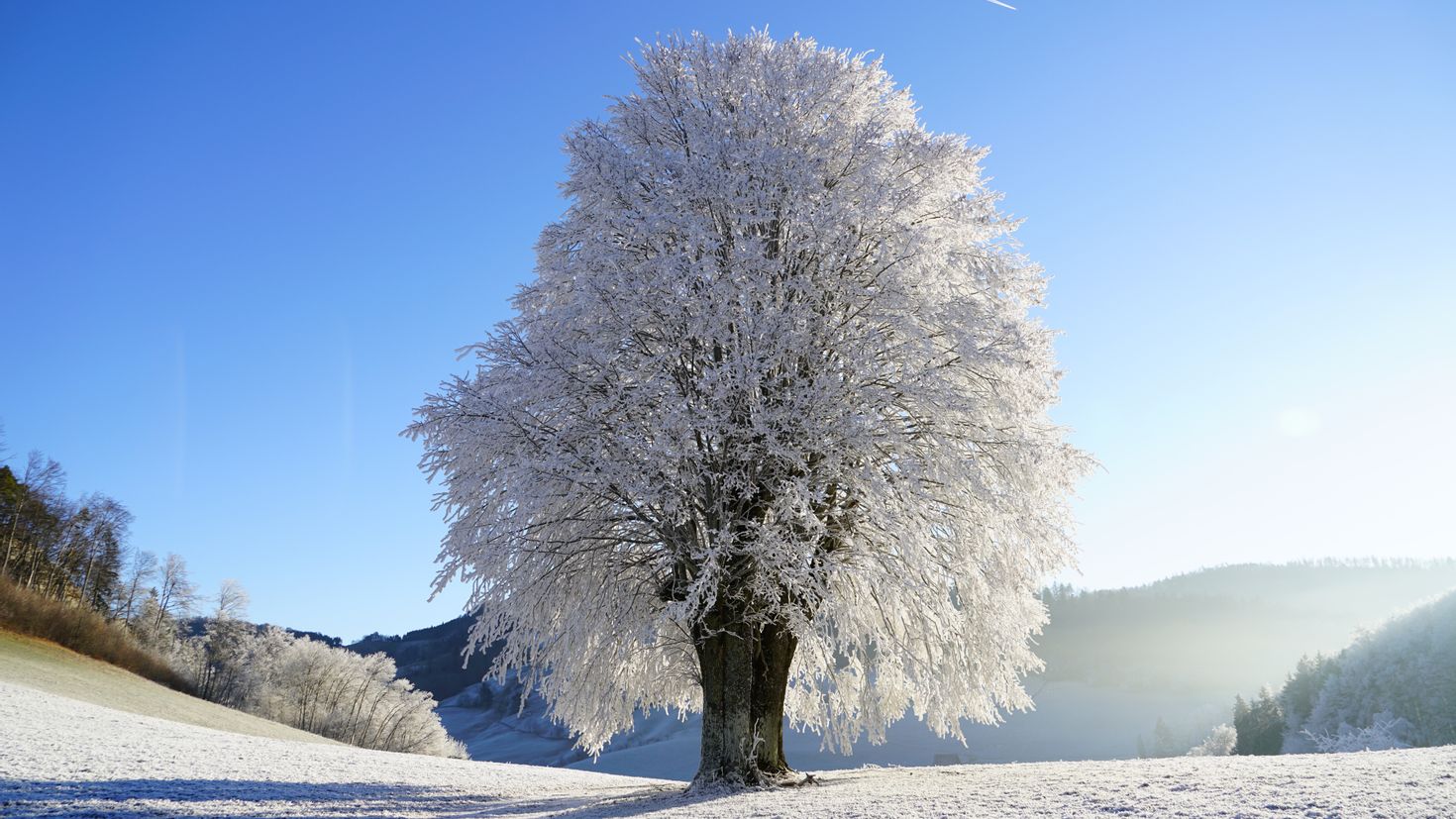 Зимние деревья фото белое небо солнце