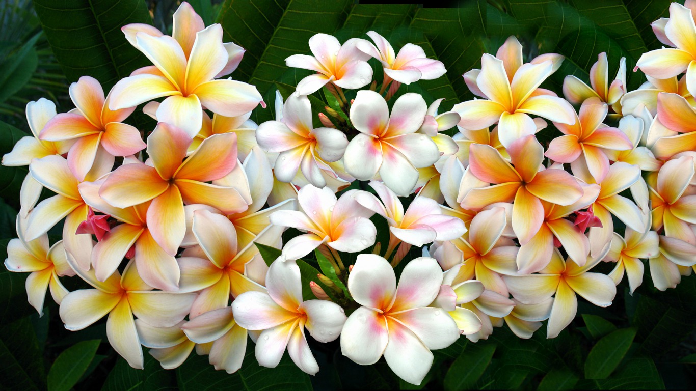 307061 Hintergrundbild herunterladen frangipani, erde/natur, blume, plumeria, blumen - Bildschirmschoner und Bilder kostenlos