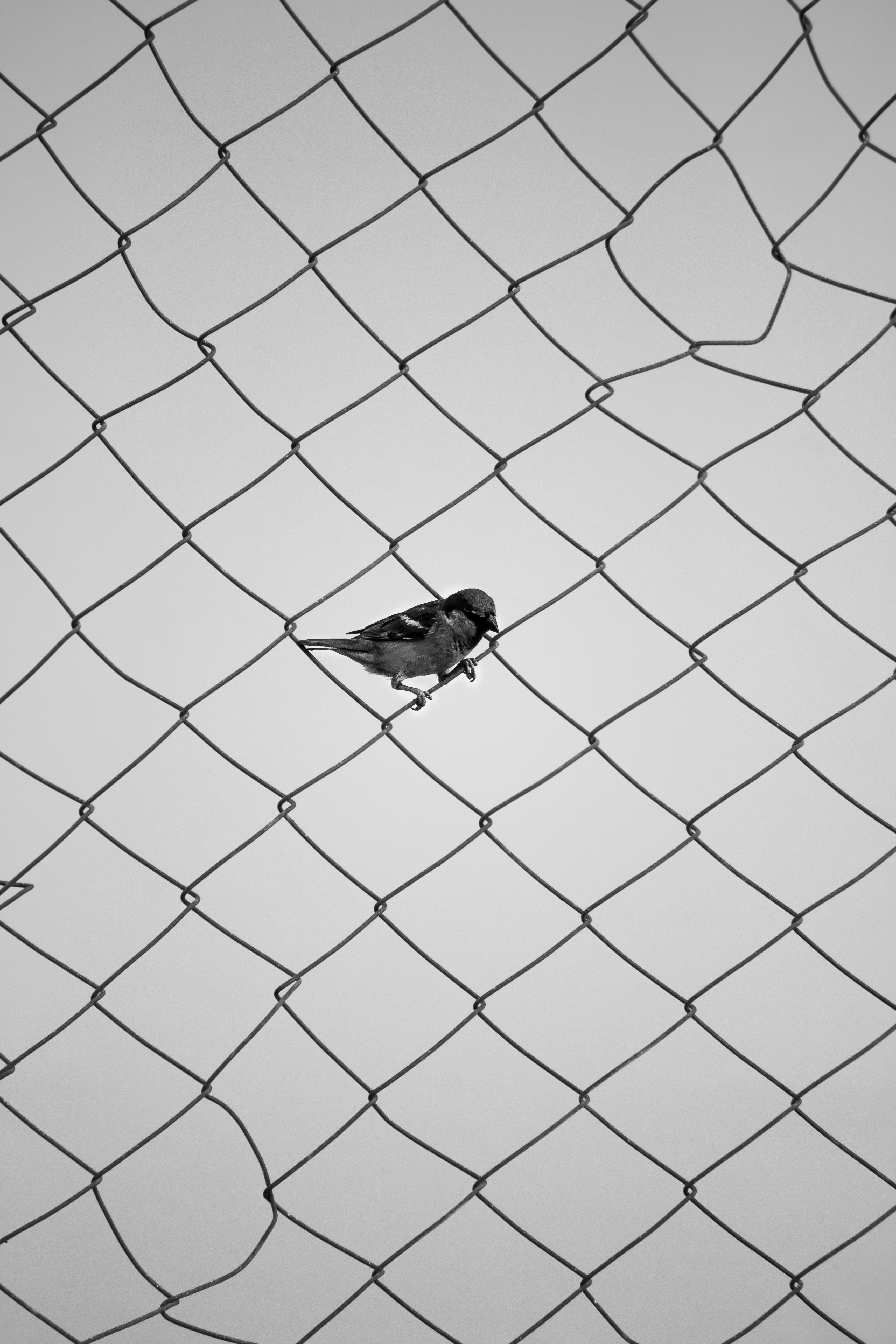 Download mobile wallpaper Chb, Fence, Grid, Bw, Bird, Sparrow, Minimalism for free.