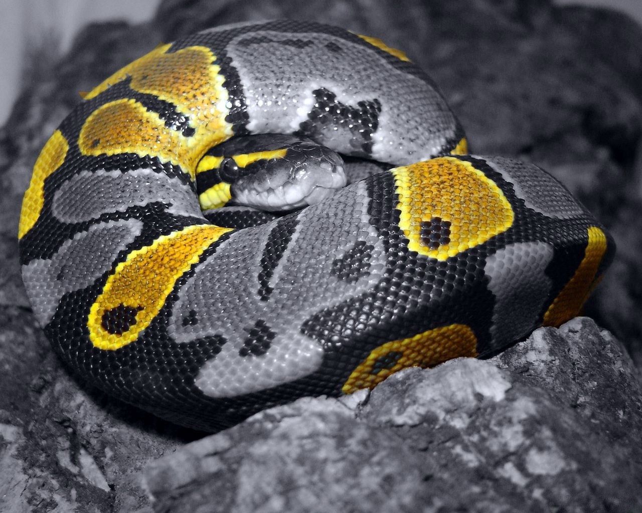 Download mobile wallpaper Scales, Animals, Scale, Color, Snake for free.