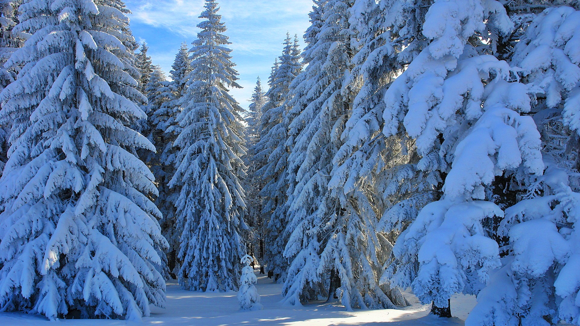 earth, winter, pine, snow, tree Free Stock Photo