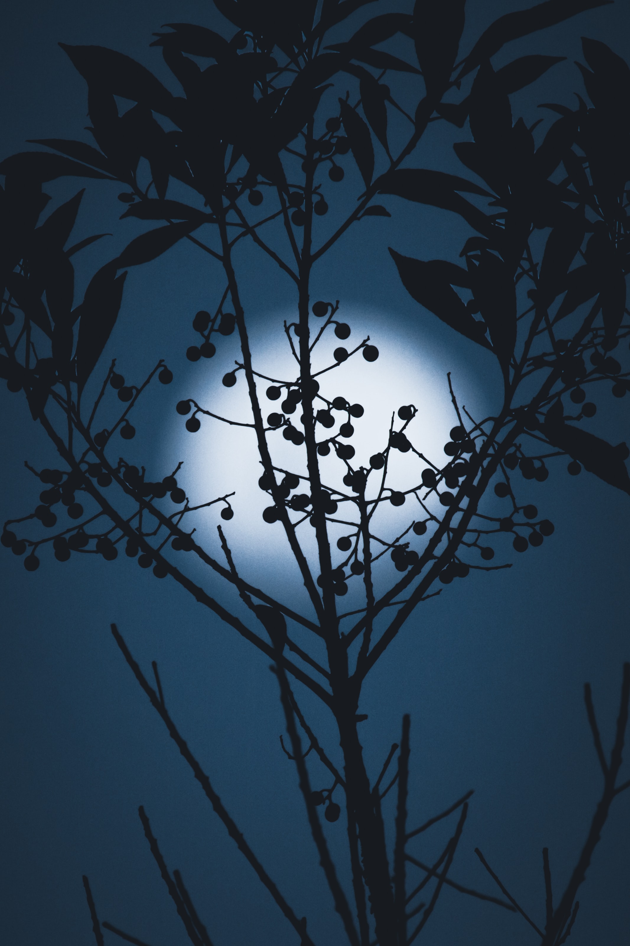 Download mobile wallpaper Branches, Berries, Silhouette, Night, Moon, Dark for free.
