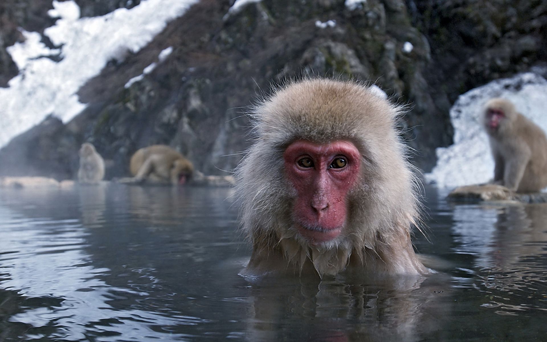 animal, japanese macaque, japan, macaque, water, monkeys