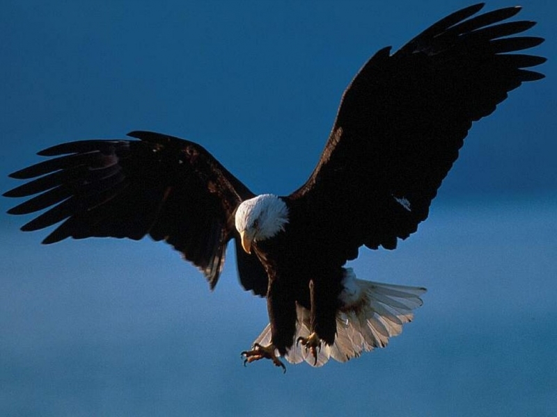 46677 descargar fondo de pantalla birds, animales, eagles, azul: protectores de pantalla e imágenes gratis