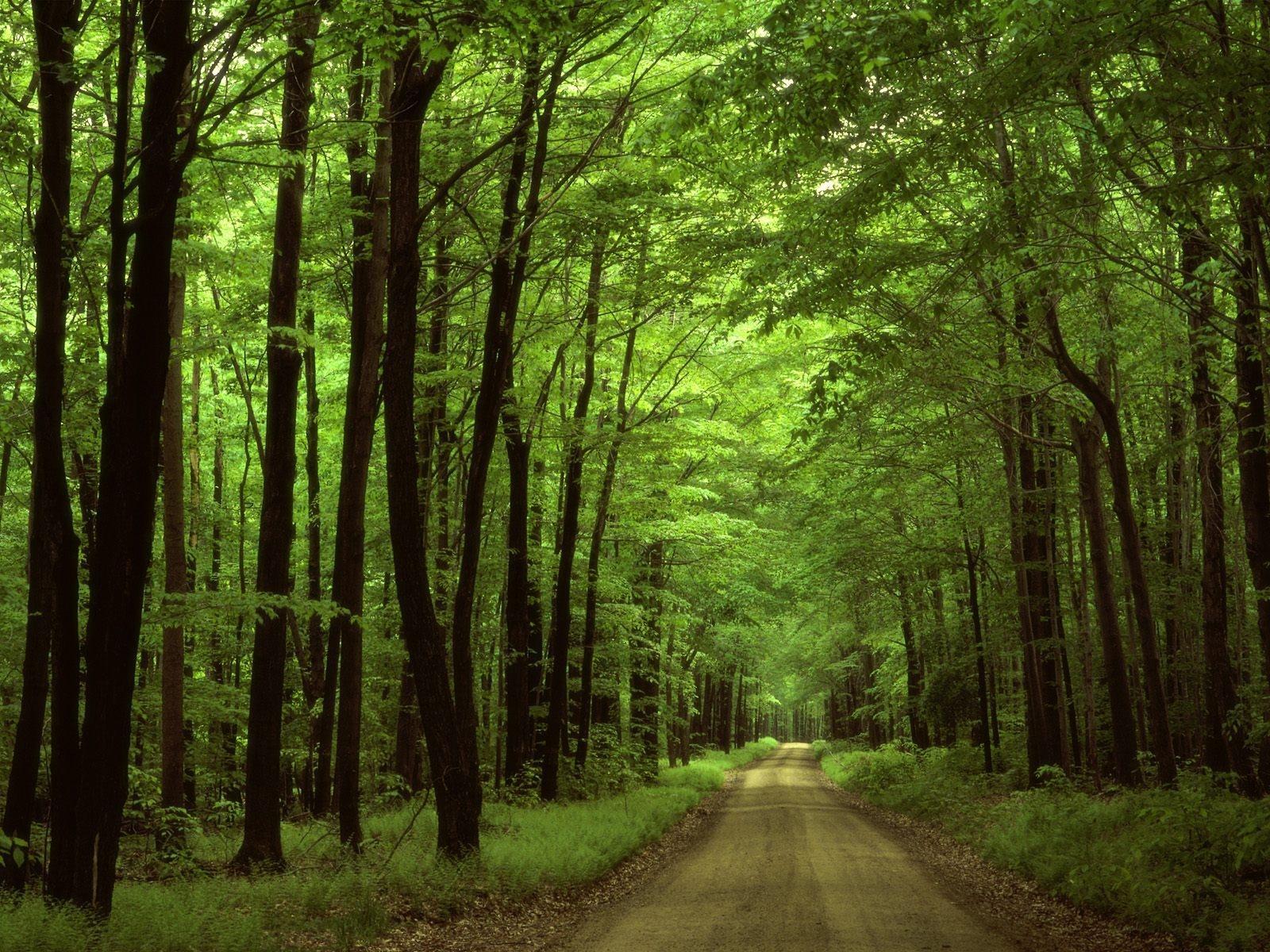 Download mobile wallpaper Roads, Landscape, Trees for free.