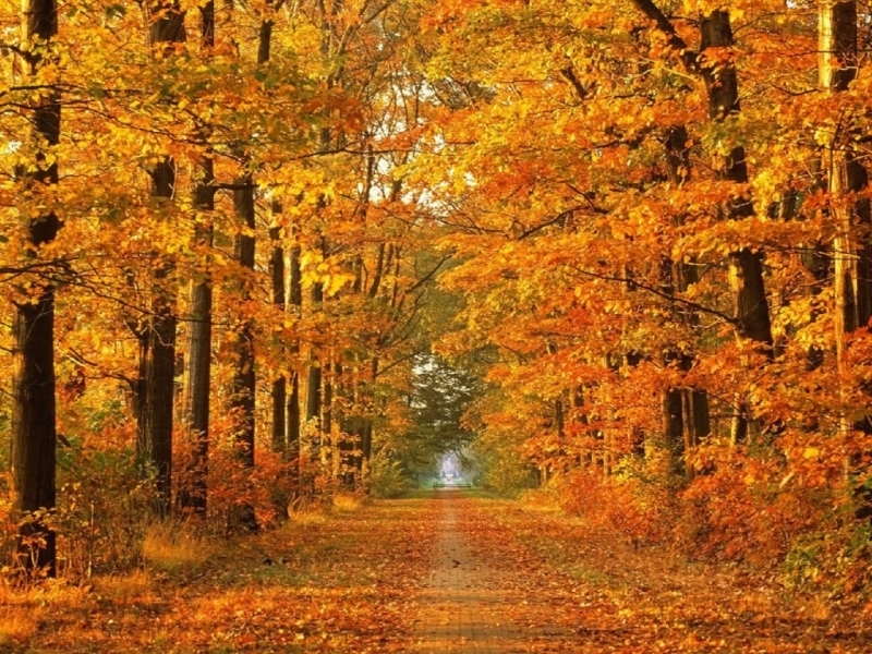 無料モバイル壁紙風景, オレンジ, 秋をダウンロードします。
