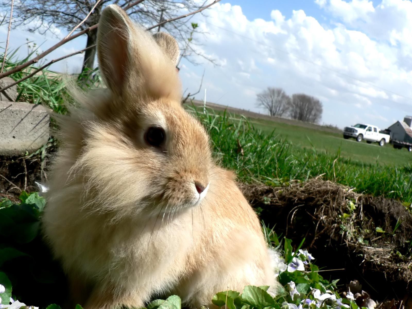 animals, rabbits cellphone