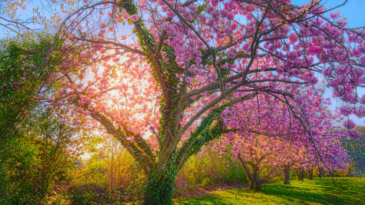 Blossom сайт. Сакура дерево. Черри блоссом цветок. Весеннее цветение садов. Весеннее дерево.