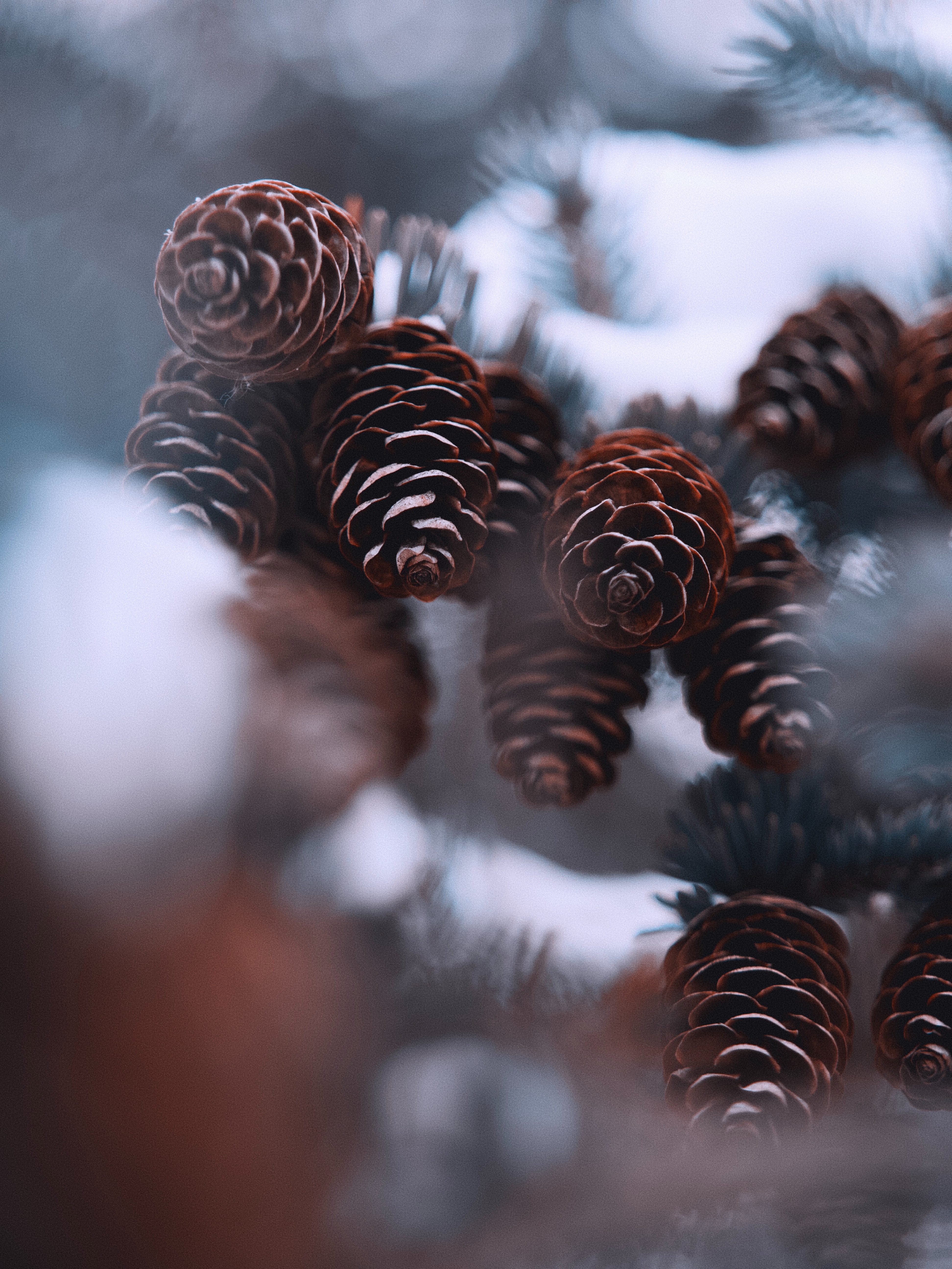 Download mobile wallpaper Fir, Spruce, Snow, Cones, Nature, Winter for free.