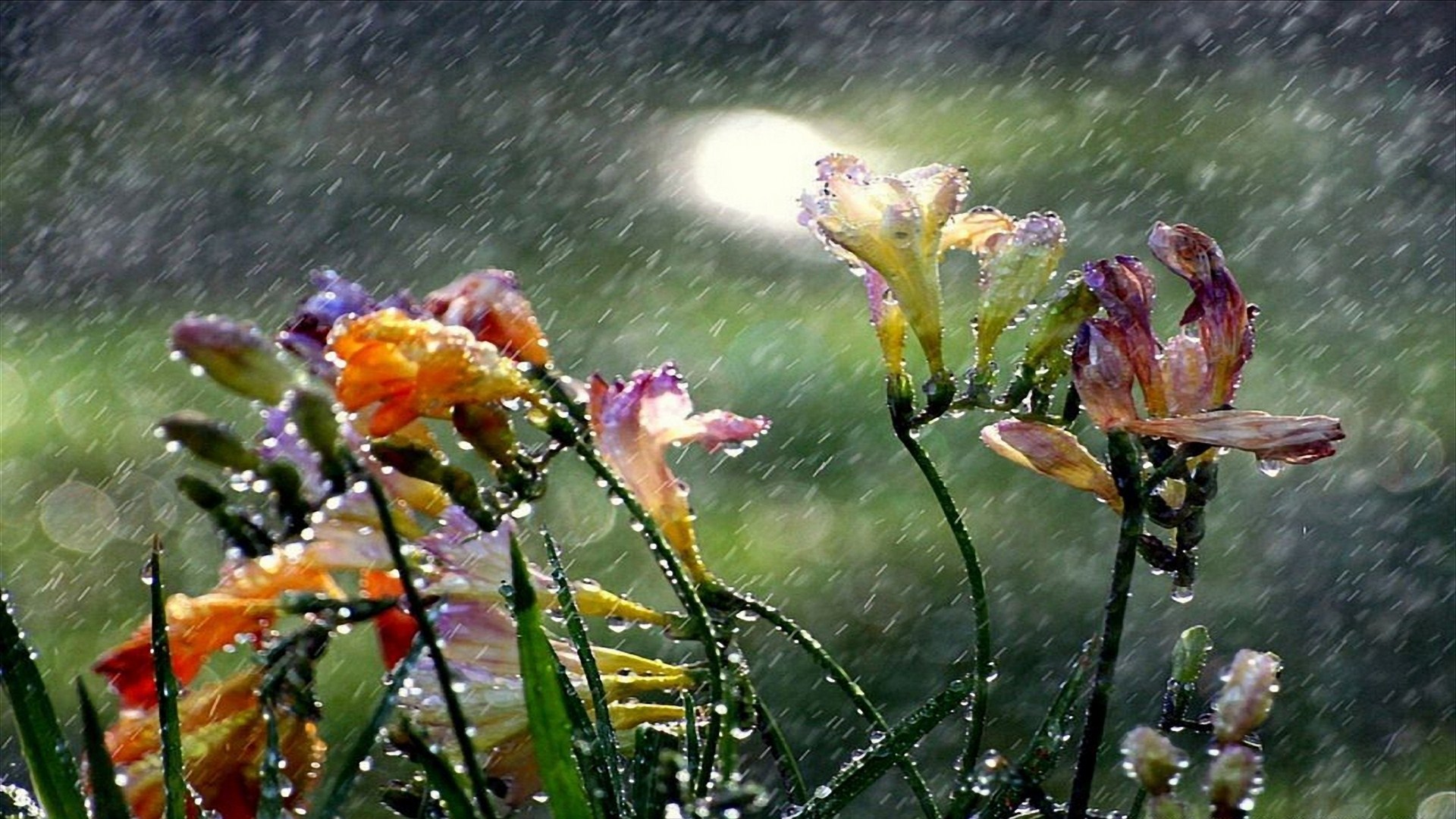 Лето дождь природа
