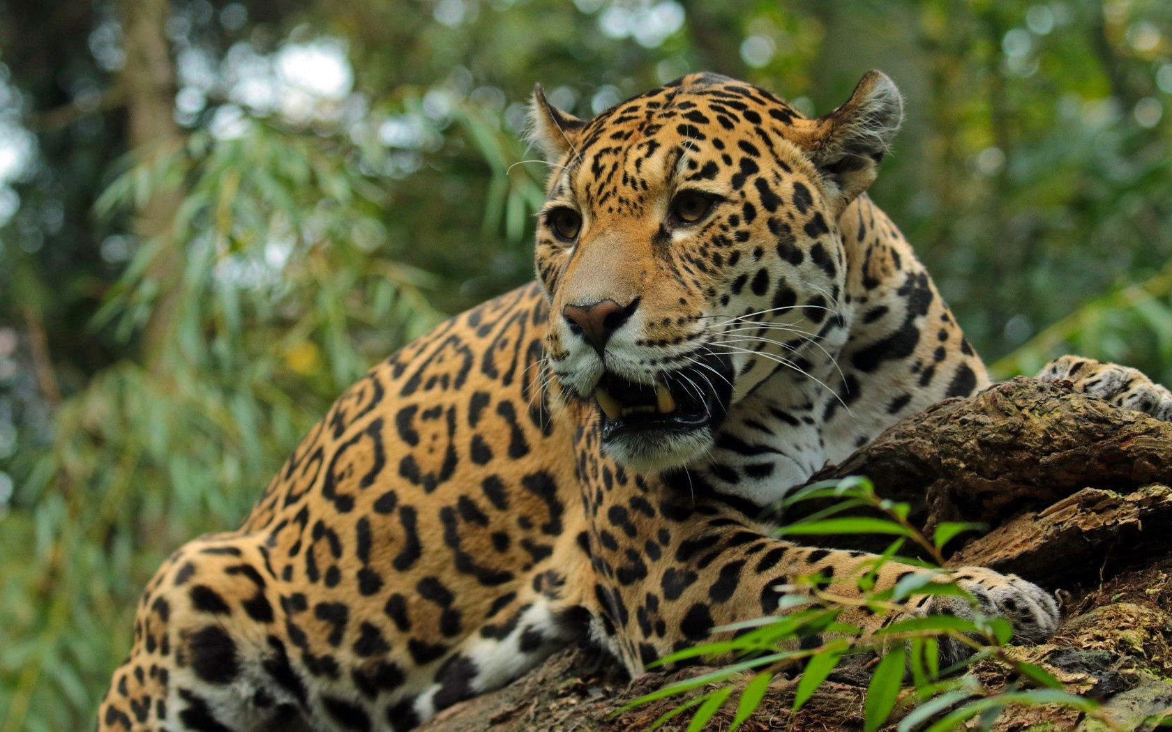 jaguar, grin, animals, muzzle, predator, big cat
