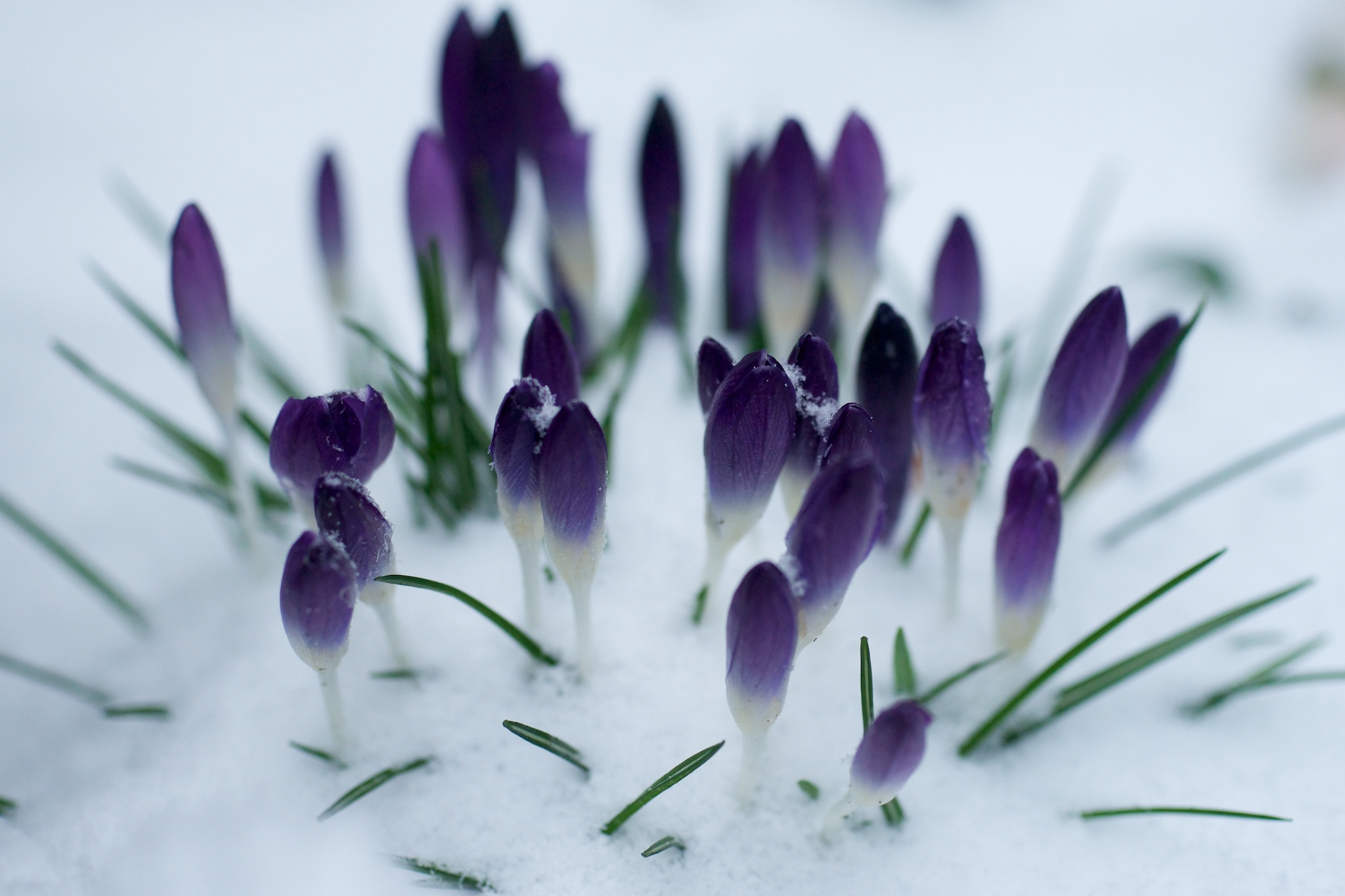 Download mobile wallpaper Crocus, Flowers, Flower, Earth for free.