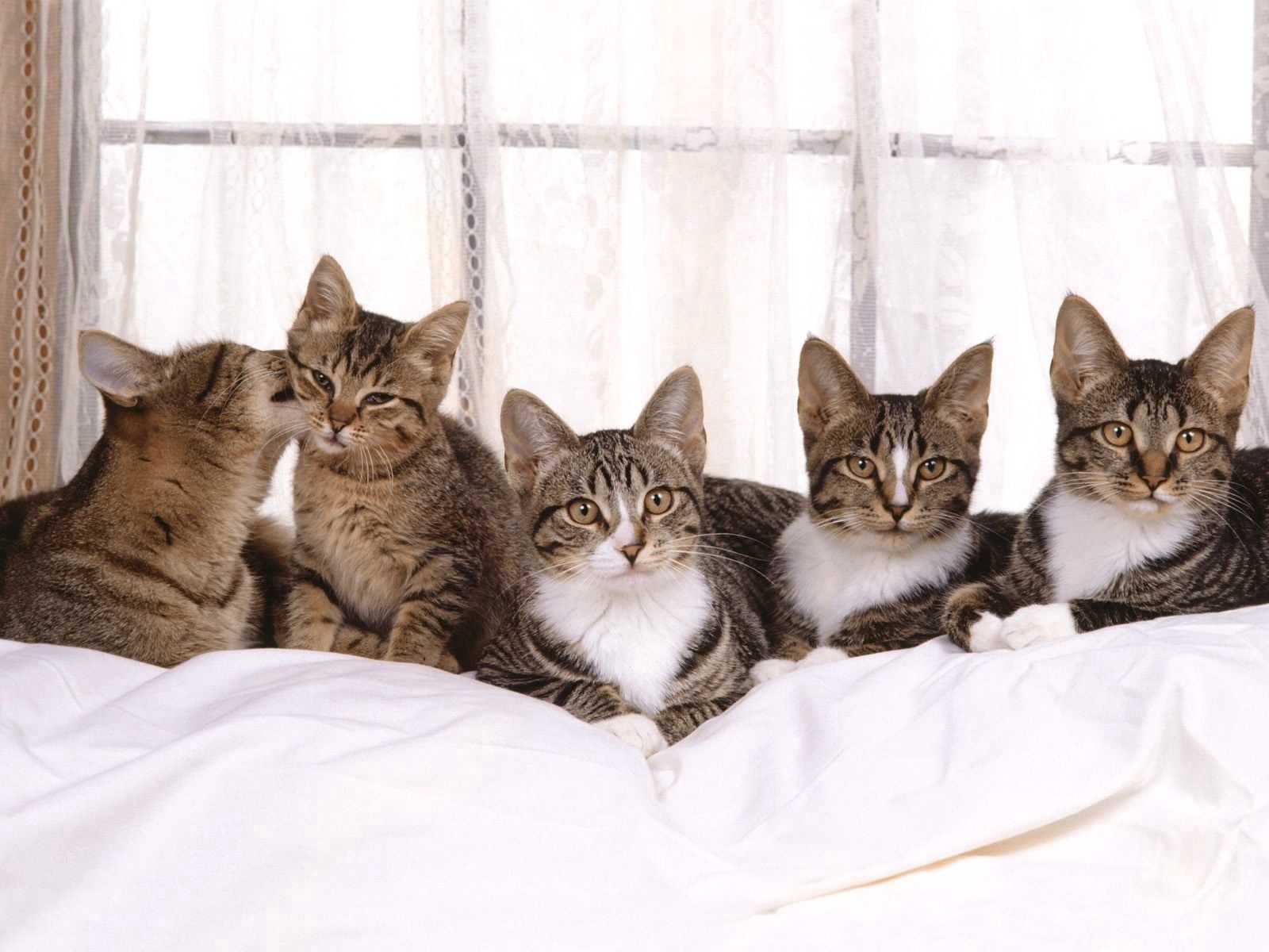kittens, animals, sit, cat, lot 8K