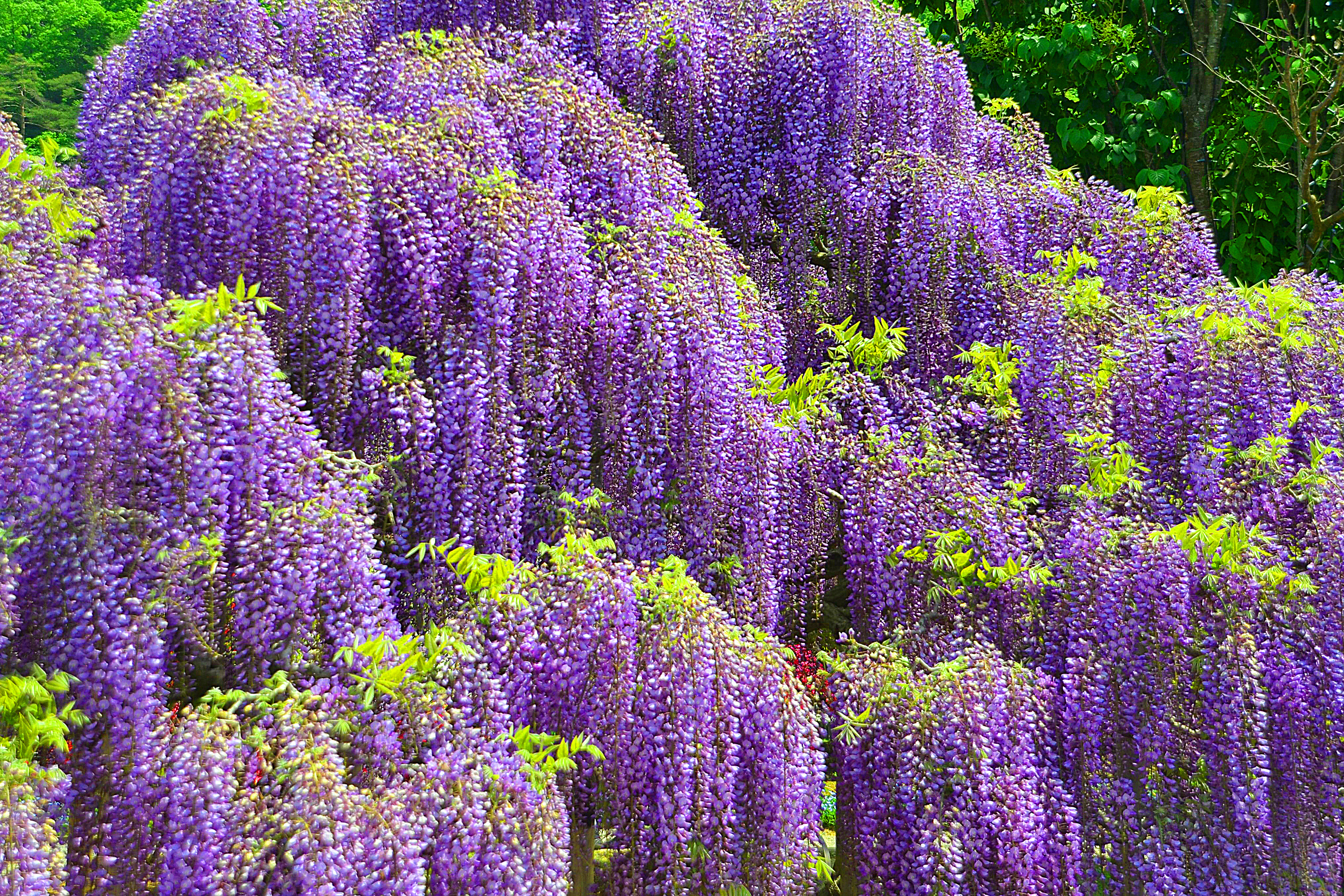 earth, wisteria, flower, nature, purple flower, flowers