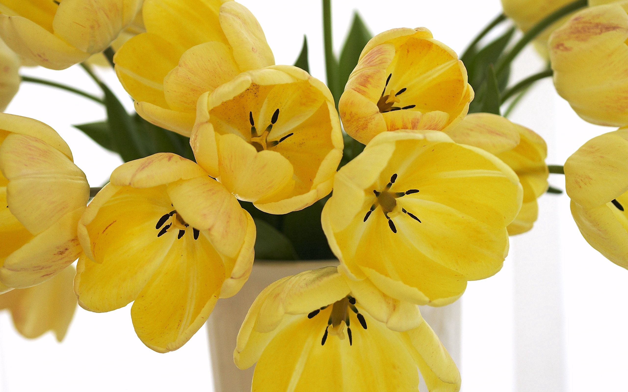Handy-Wallpaper Aufgelöst, Lose, Blumen, Bouquet, Vase, Strauß, Tulpen kostenlos herunterladen.