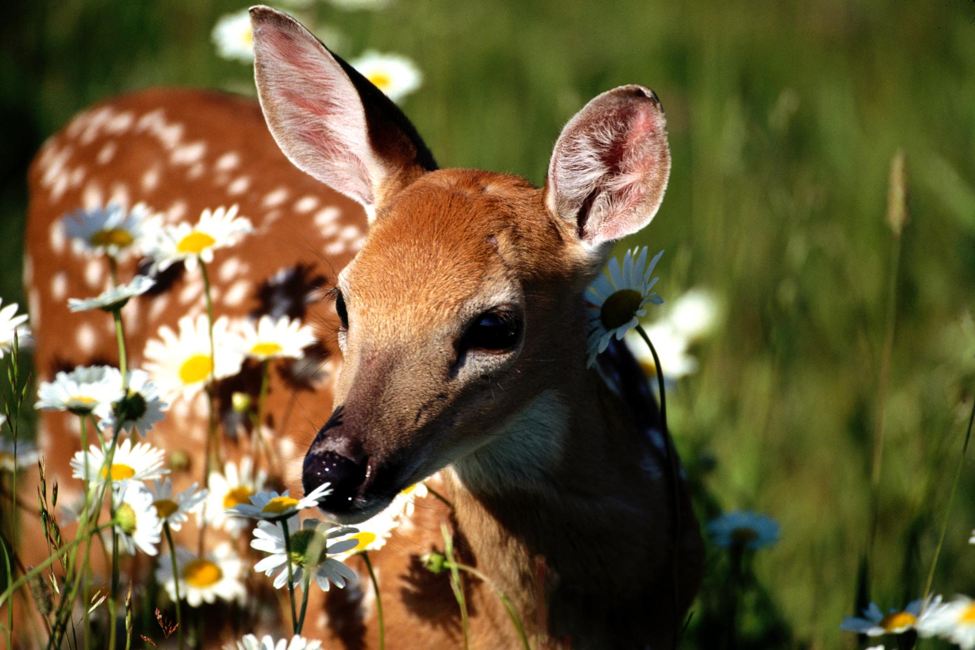 Животные и растительный мир весной. Природа и животные. Олень. Красивая природа с животными. Красивые животные.