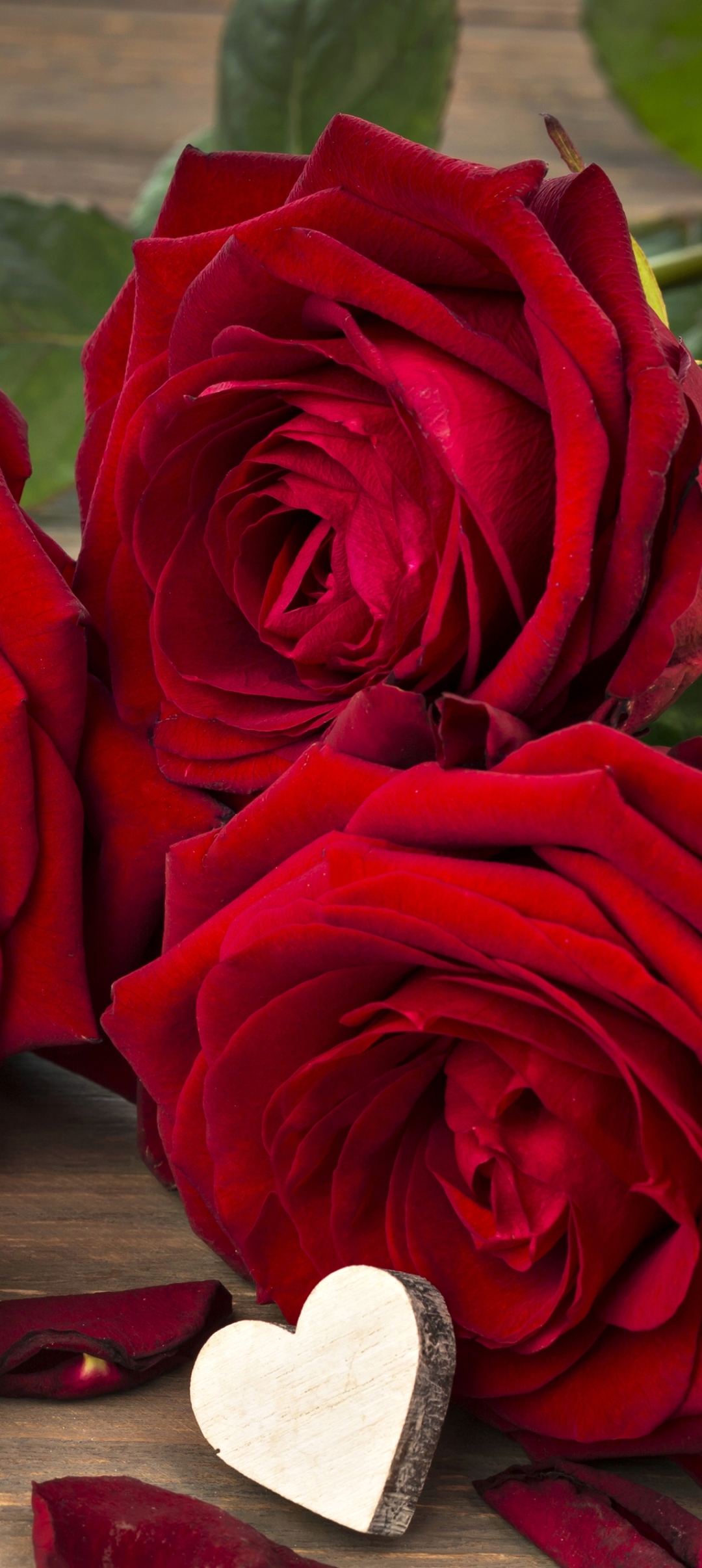 Colors Wallpaper: Beautiful Red Rose Wallpaper | Red roses, Beautiful red  roses, Beautiful roses