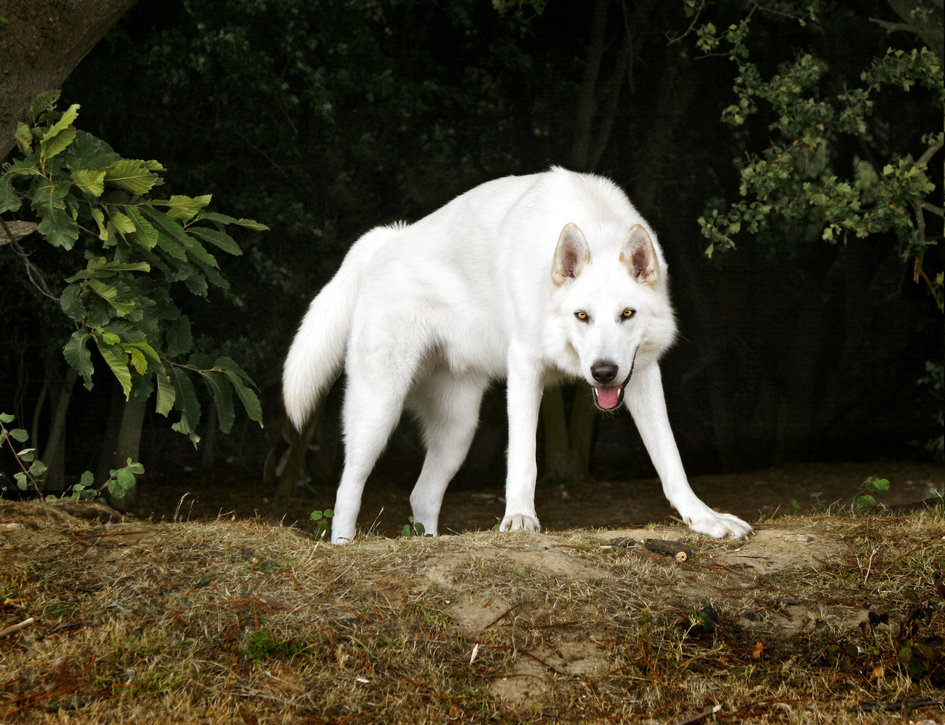 Сонник собака без. Северный инуит. Северный инуит белый. Северный инуит щенок. Северная инуитская собака белая.