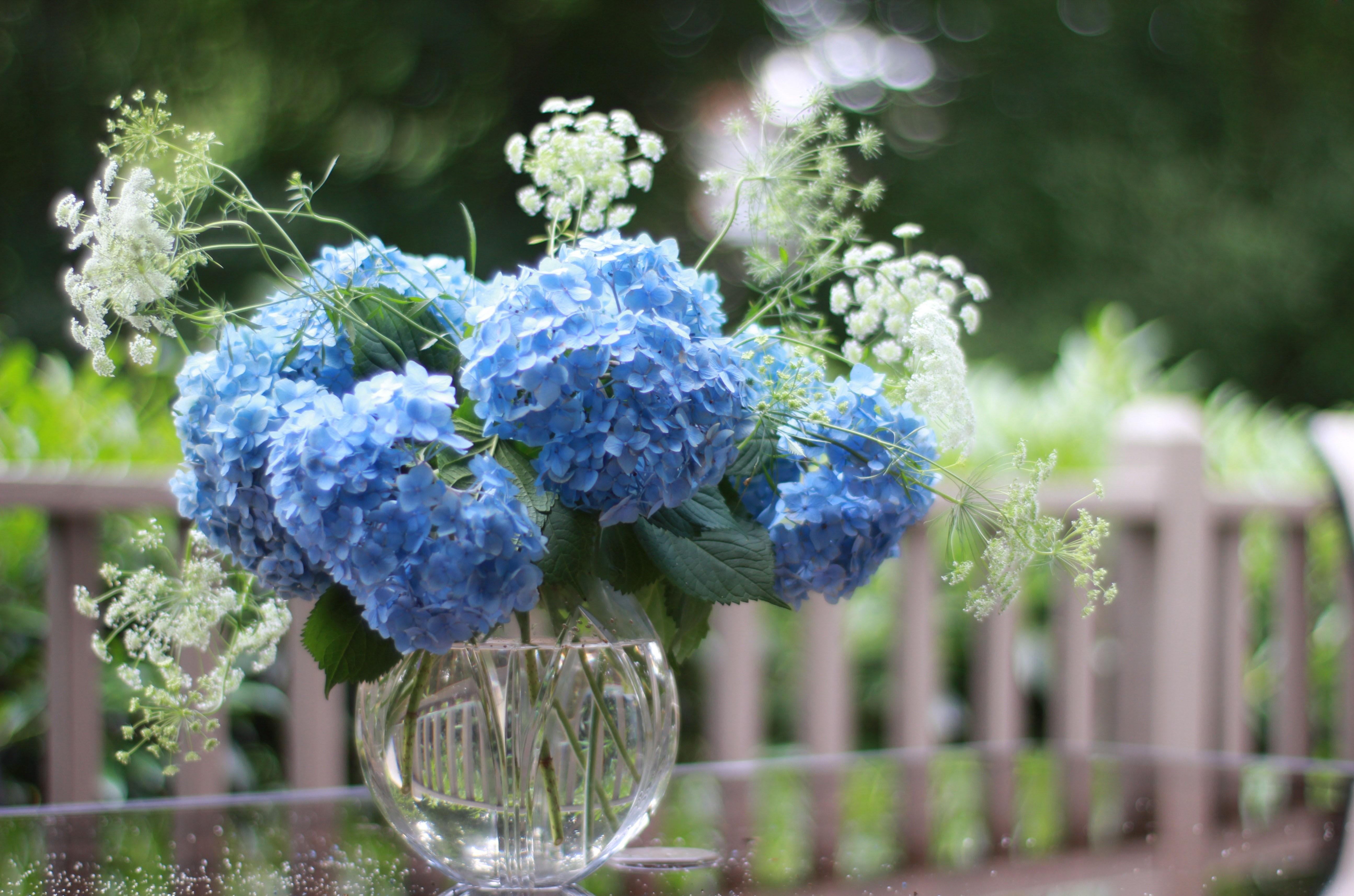hydrangea, flowers, bouquet, vase, sharpness