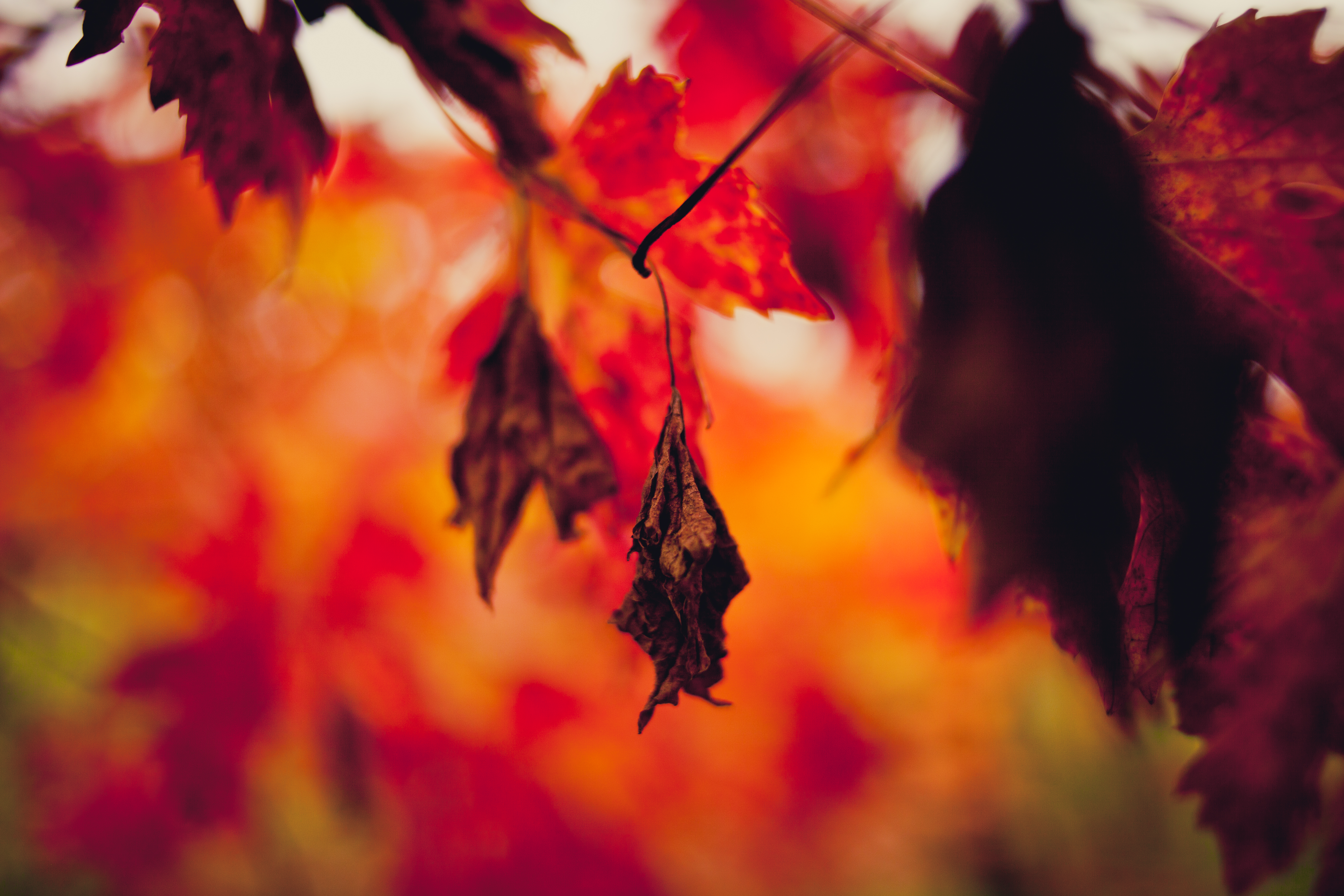Download background dry, autumn, macro, blur, smooth, branches, sheet, leaf