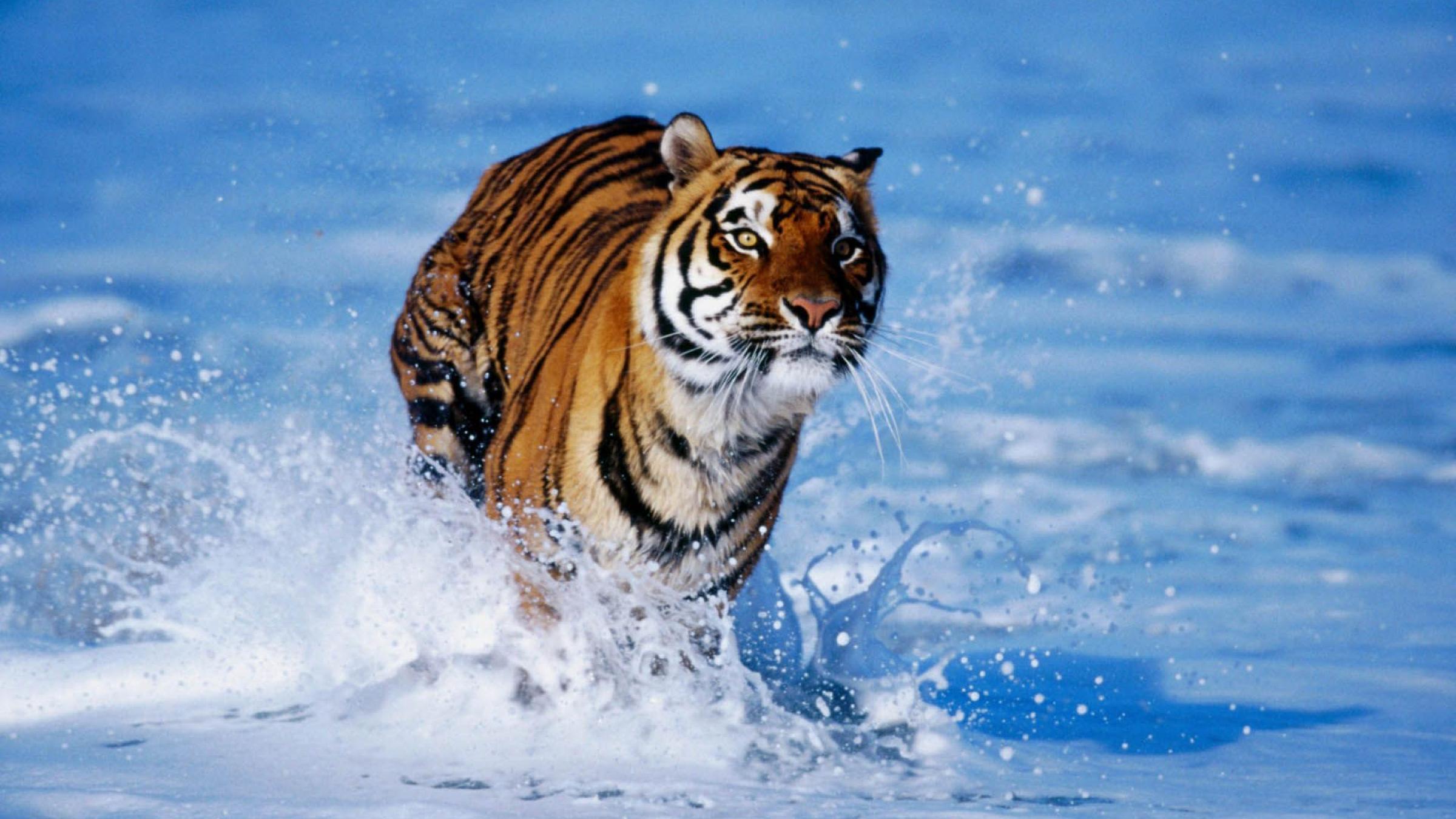 22968 Hintergrundbild herunterladen tigers, tiere, blau - Bildschirmschoner und Bilder kostenlos