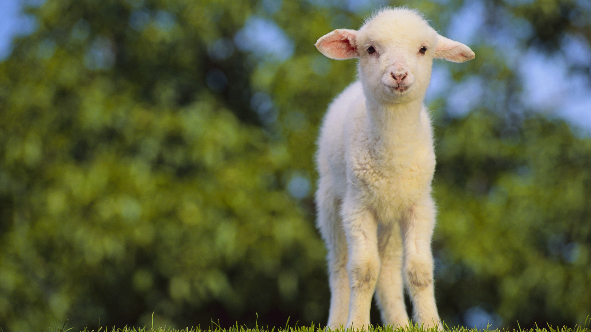 252585 descargar imagen animales, oveja: fondos de pantalla y protectores de pantalla gratis