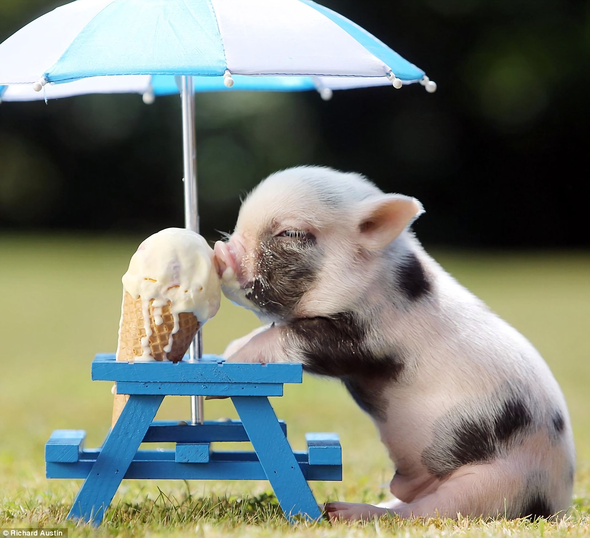 760160 скачать обои детеныш животного, мороженое, свинья, животные, милые - заставки и картинки бесплатно