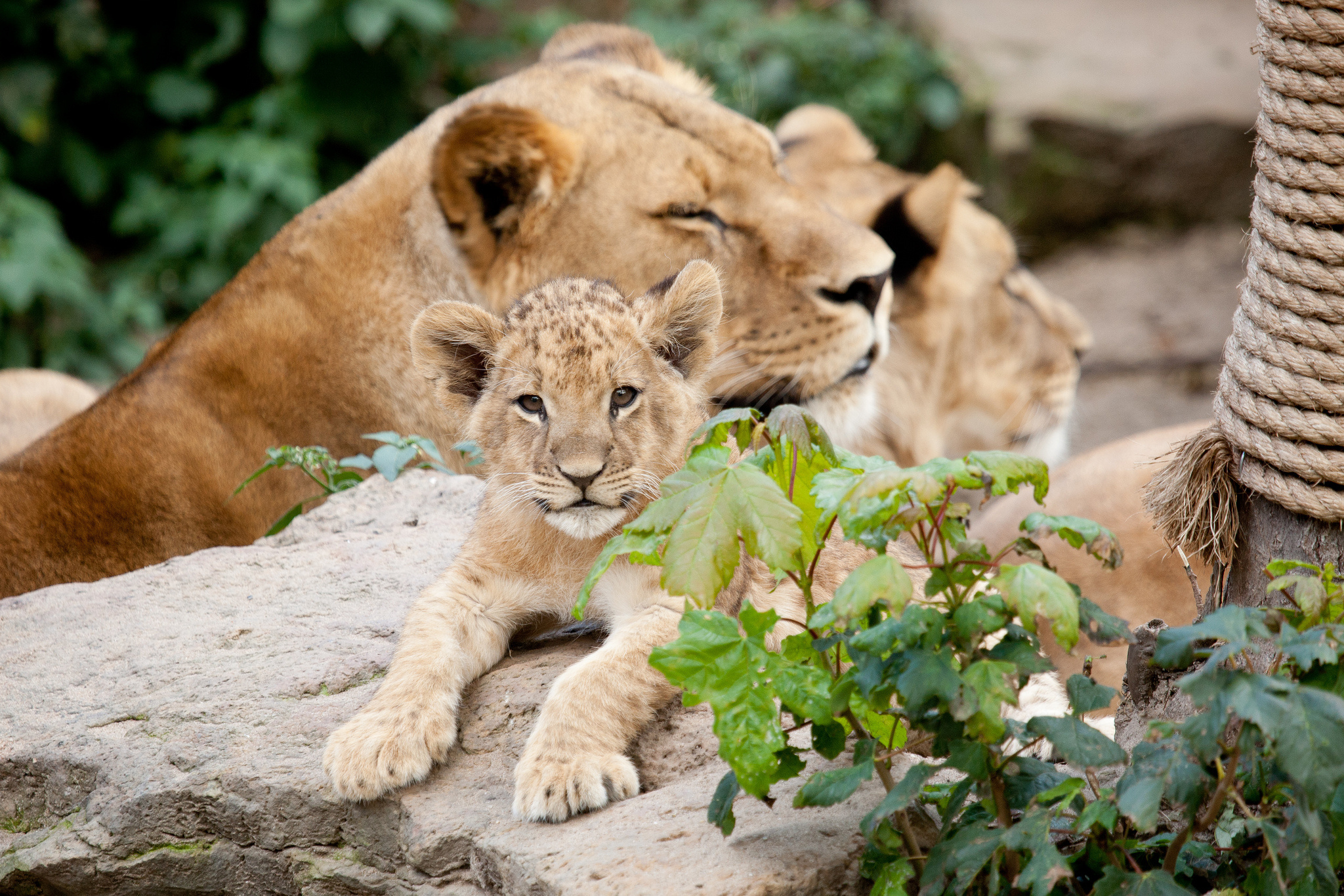 156075 免費下載壁紙 动物, 石, 叶, 狮子, 幼崽, 母狮 屏保和圖片