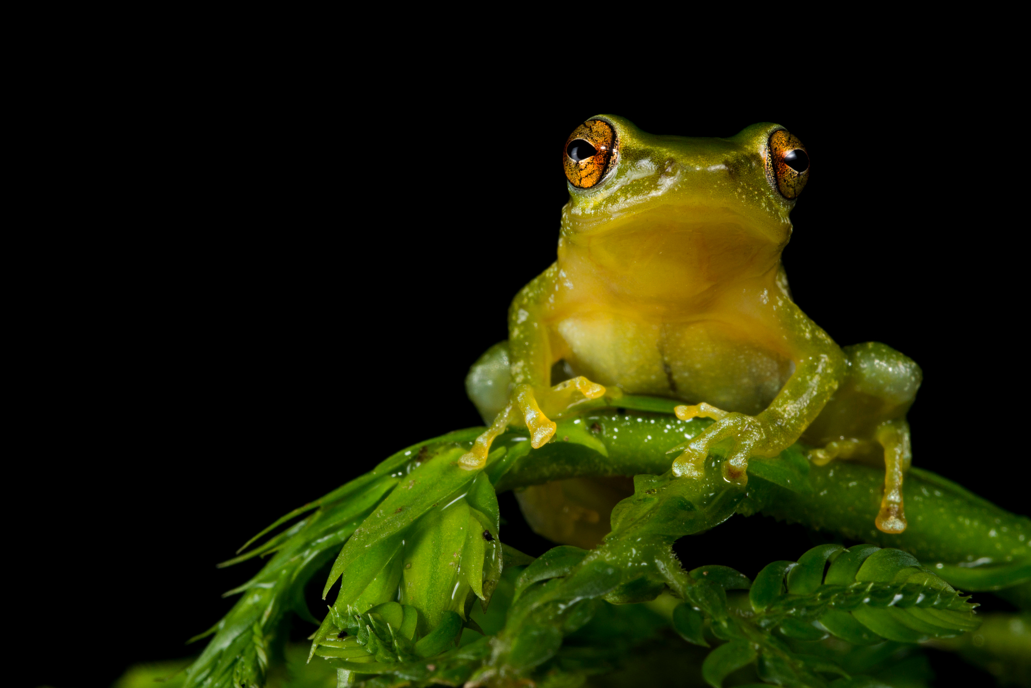 Frogs  8k Backgrounds