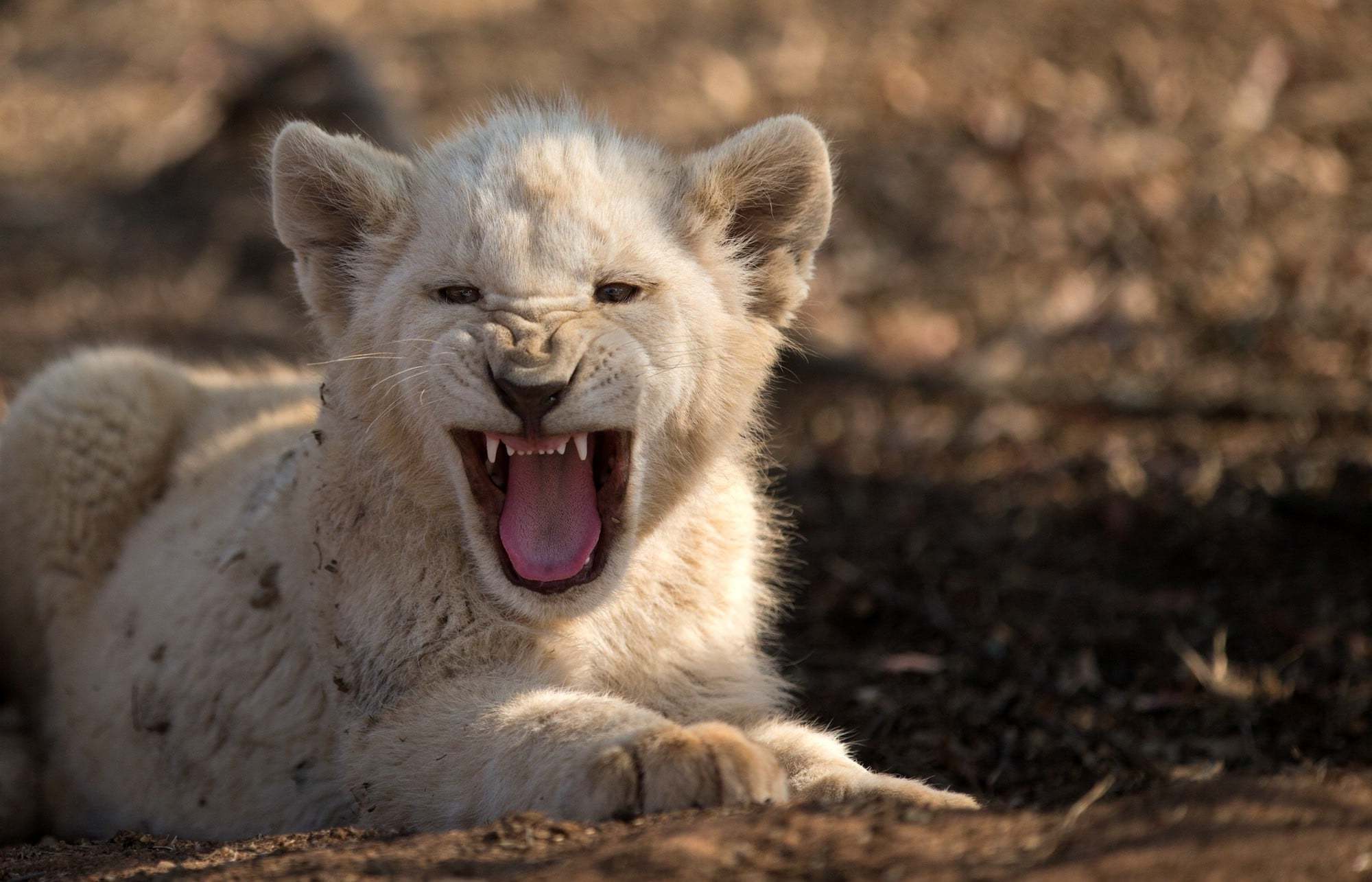 white lion, animal, baby animal, cub, roar 1080p