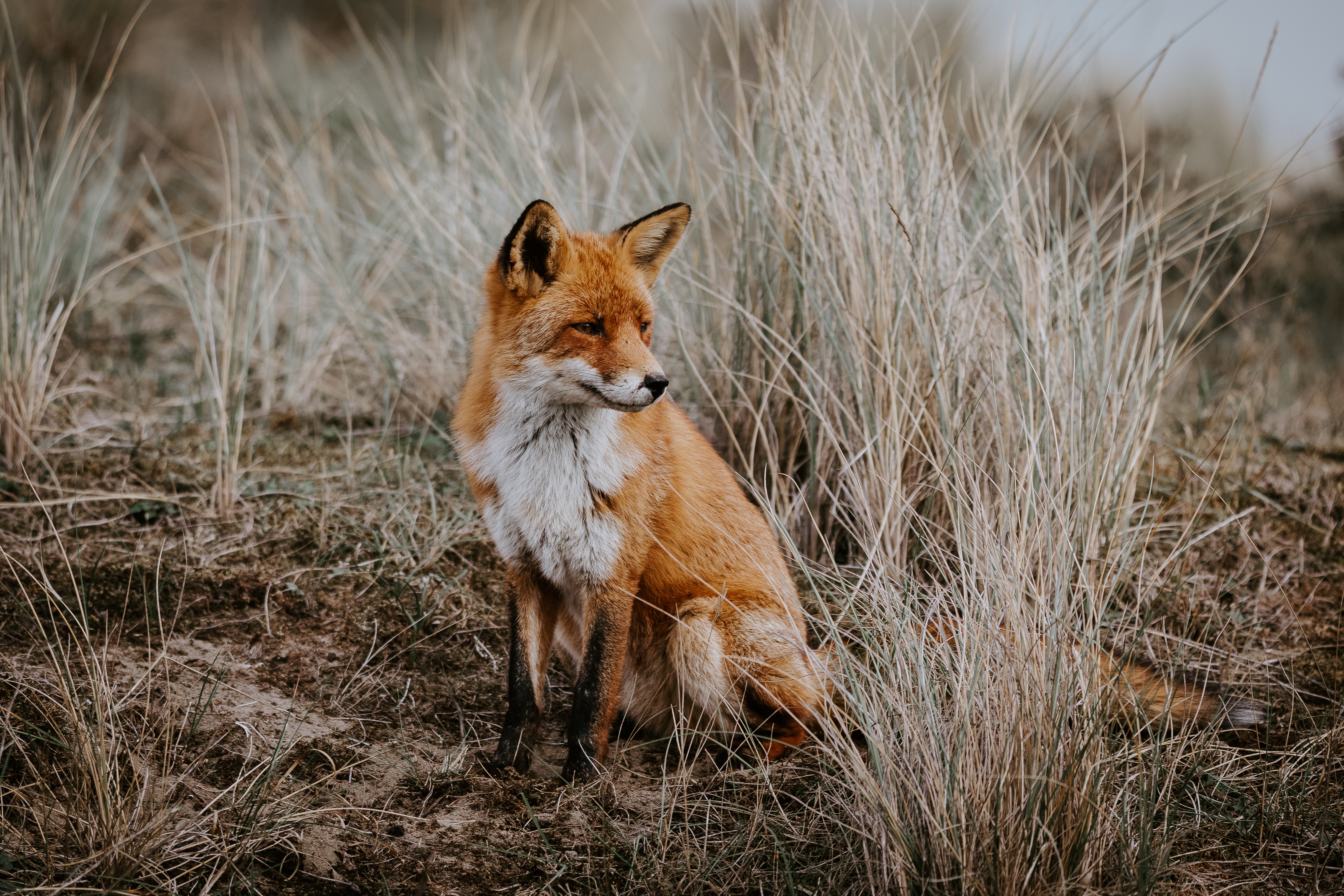 fox, animals, predator, sight, opinion, animal