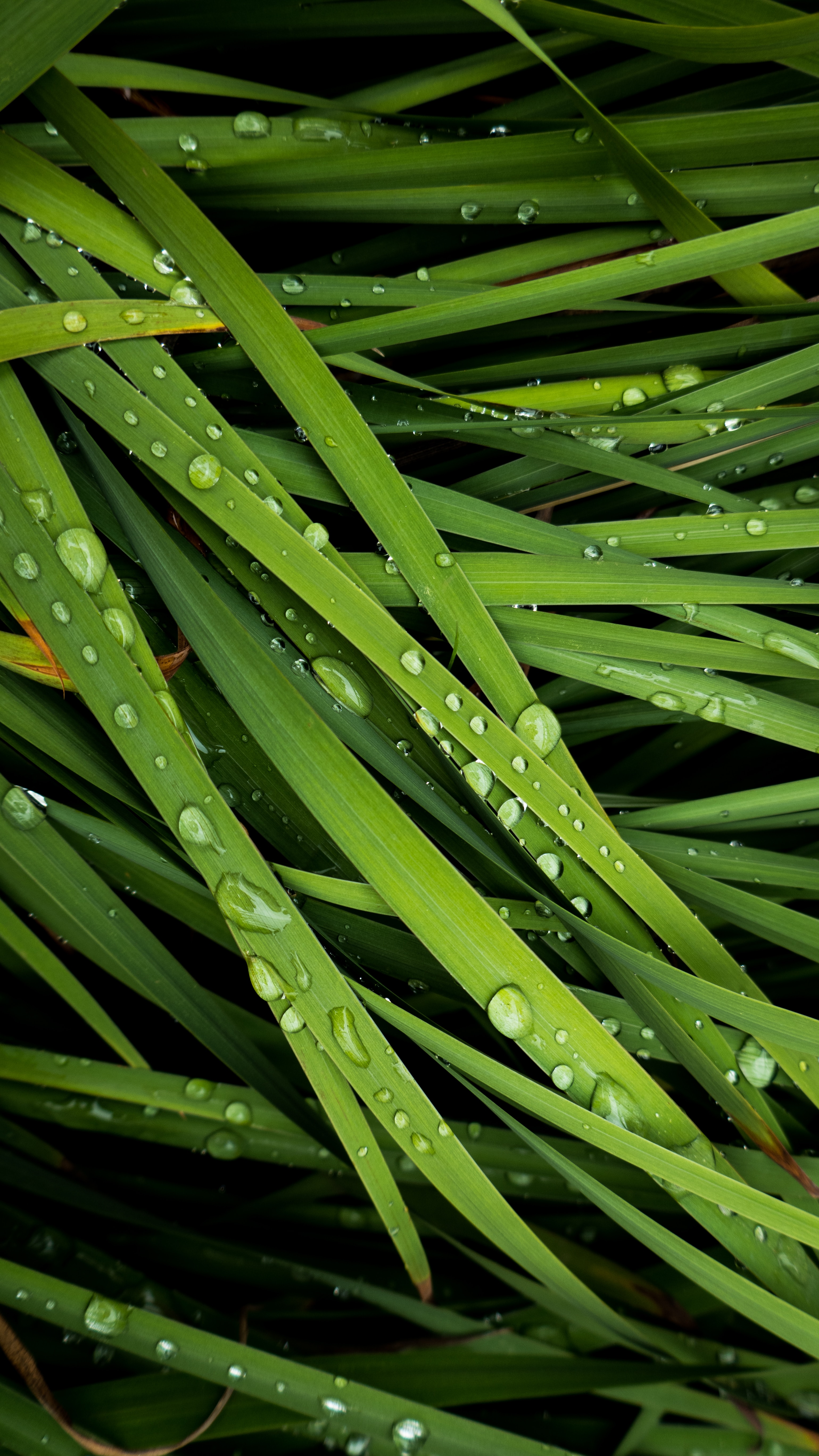grass, drops, macro, dew QHD