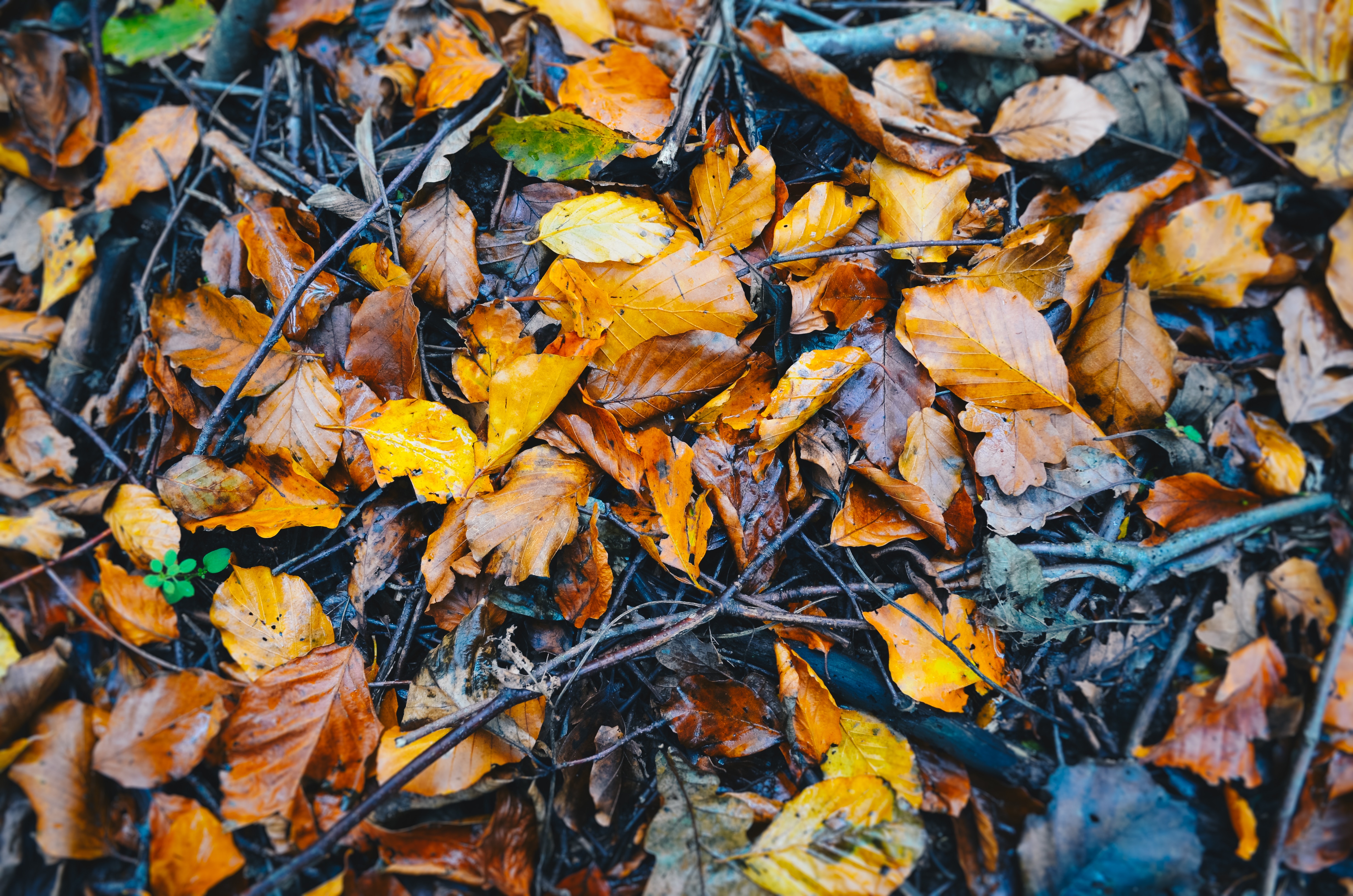 149755壁紙のダウンロード自然, 秋, 葉, ウェット, 木の葉, 蒸し暑い, 堕ちた, 落ちて-スクリーンセーバーと写真を無料で