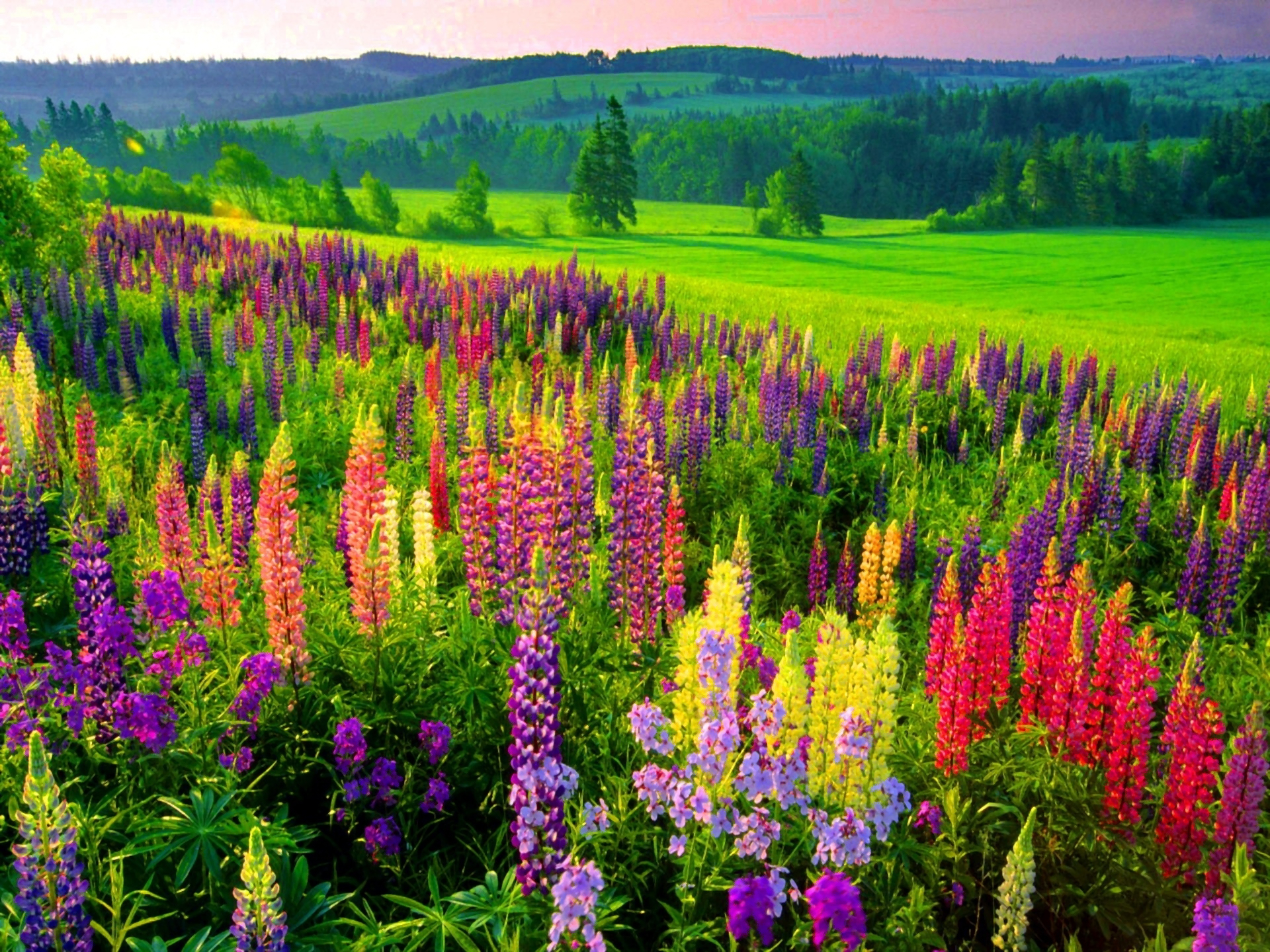 748353 завантажити картинку фіолетова квітка, весна, поле, земля, люпин, барвистий, кольори, квітка, луг, дерево - шпалери і заставки безкоштовно