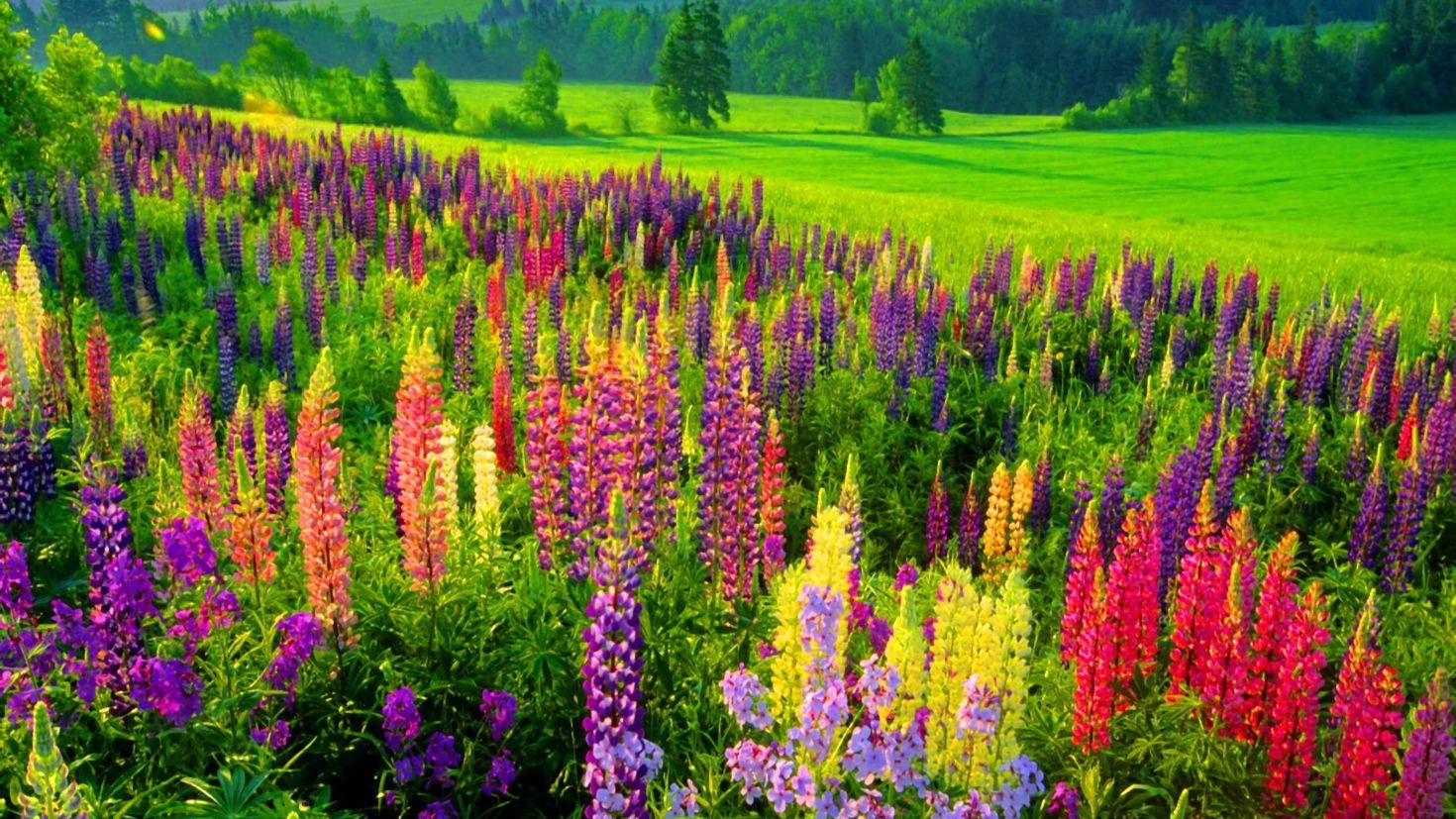 Цветы фото садовые и лесные