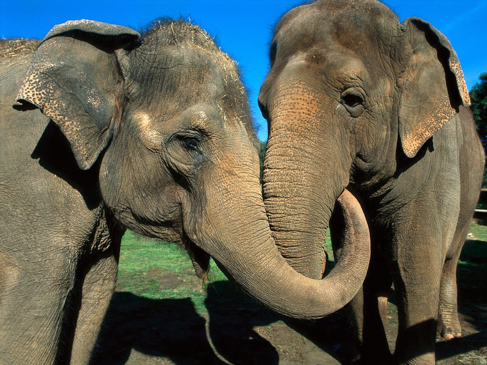 80043 завантажити картинку тварини, слони, пара, турбота, догляд, стовбур, хобот - шпалери і заставки безкоштовно