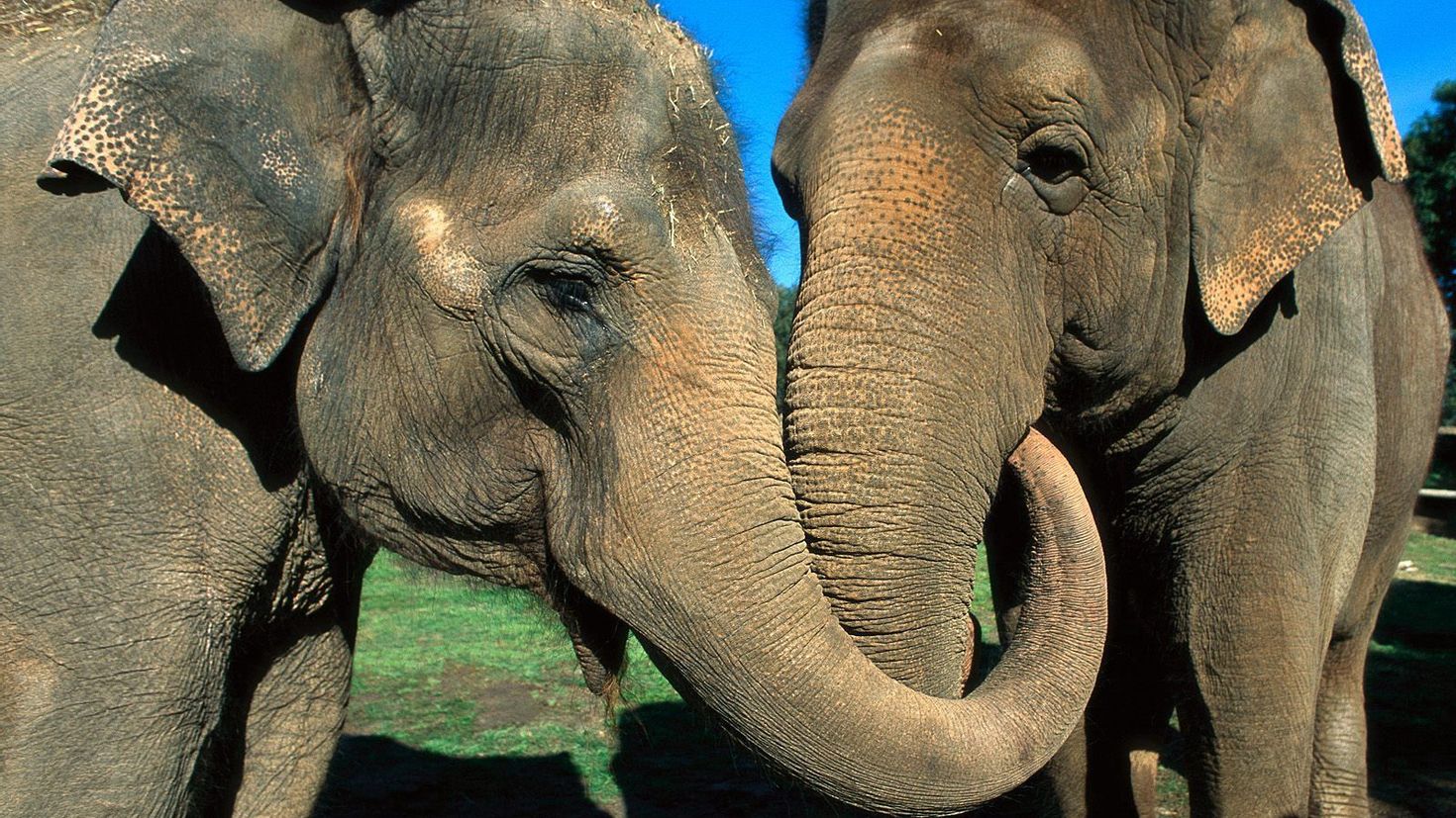Слоны обнимаются