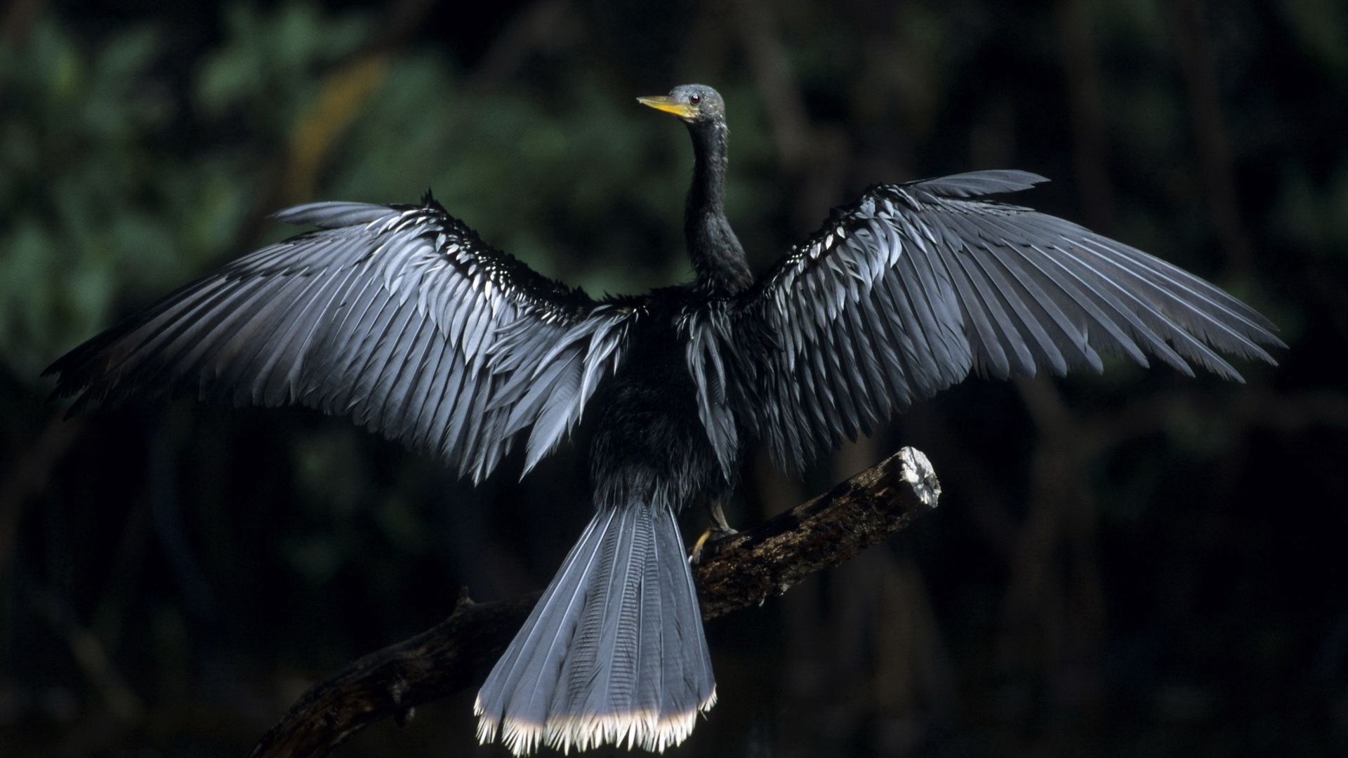 animals, bird, plumage, wingspan Image for desktop