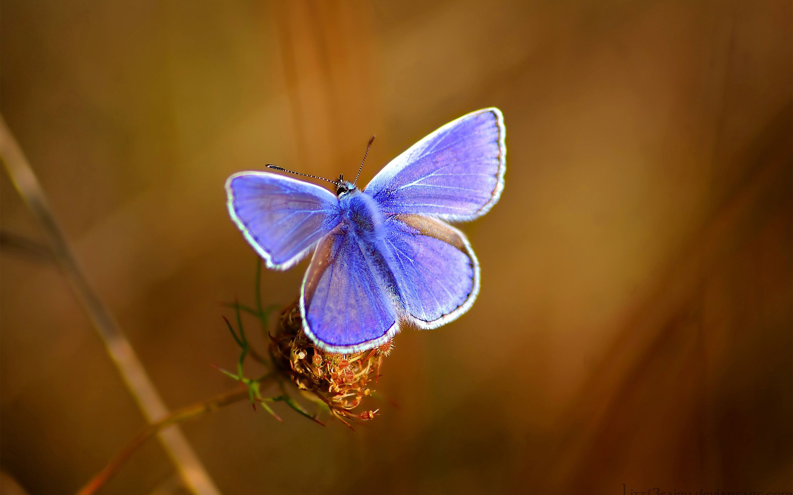 Download mobile wallpaper Beautiful, Macro, Wings, Patterns, Bright, Butterfly for free.