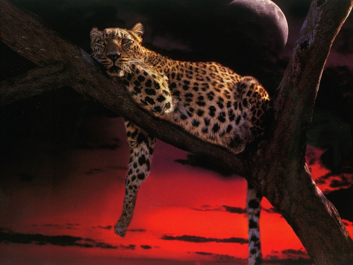 8038 baixar papel de parede animais, leopards - protetores de tela e imagens gratuitamente